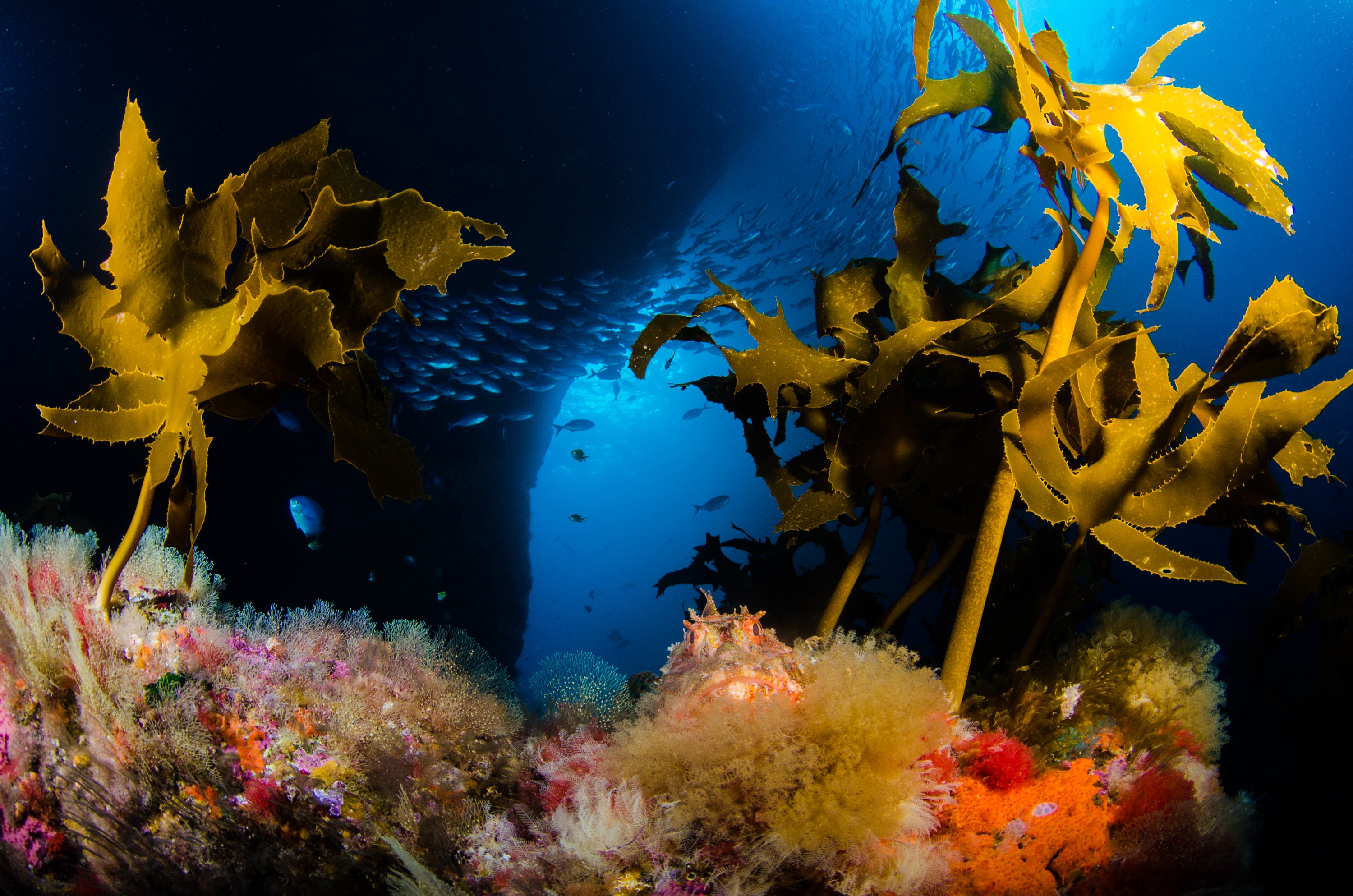DSC_2199 – crispin, nz, new, zealand, new zealand, aug16_cm, poor, knights, reef, Northern, scorpionfish, Scorpaena, cardinalis, algae, bryozoan