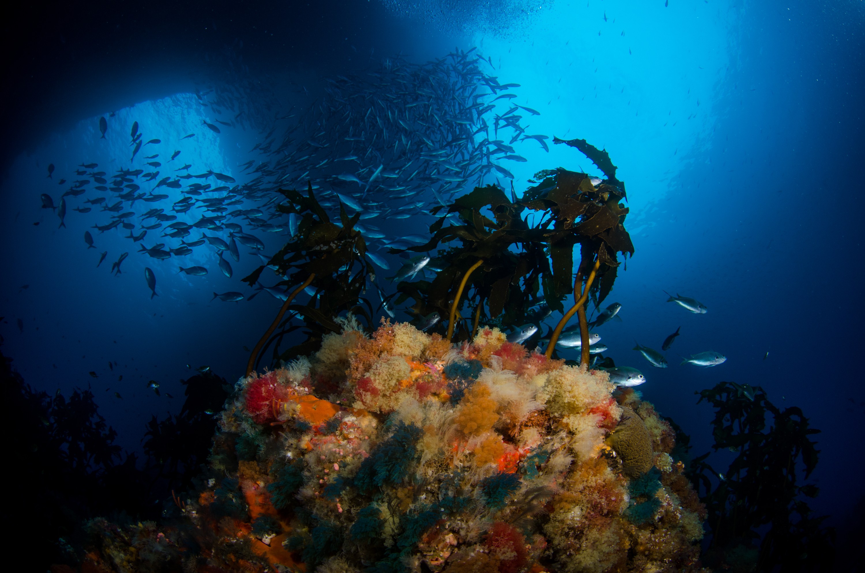 DSC_2210 – crispin, nz, new, zealand, new zealand, aug16_cm, poor, knights, reef, Blue, maomao, Scorpis, violacea, Algae, bryozoan