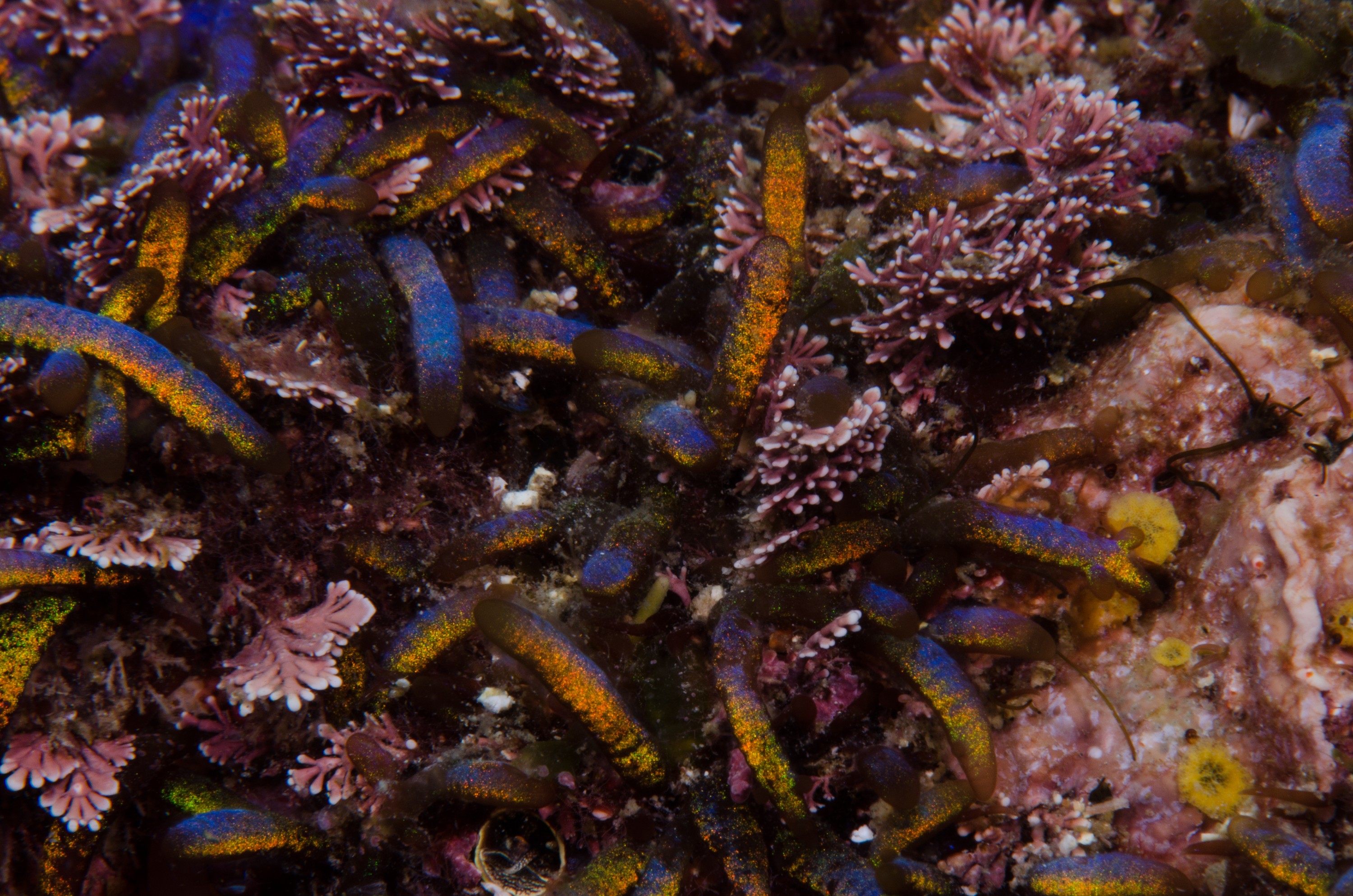 DSC_3829 – Underwater, Champia, laingii, algae, blue, purple, iridescent, poor, knights, marine, reserve, Crispin, marine, new zealand, zealand, new, nz,
