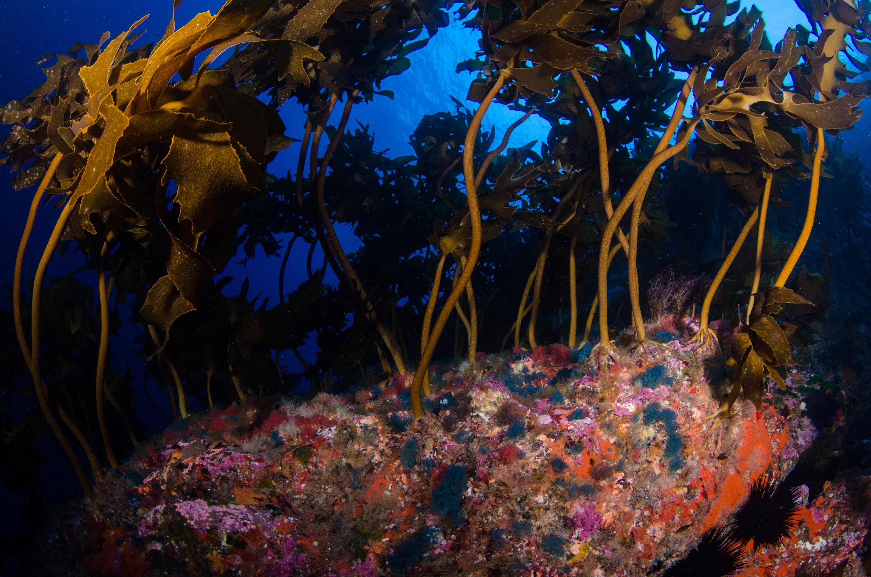DSC_9011 – Poor, Knights, reef, Virididentula, dentata, Bugula, dentata,