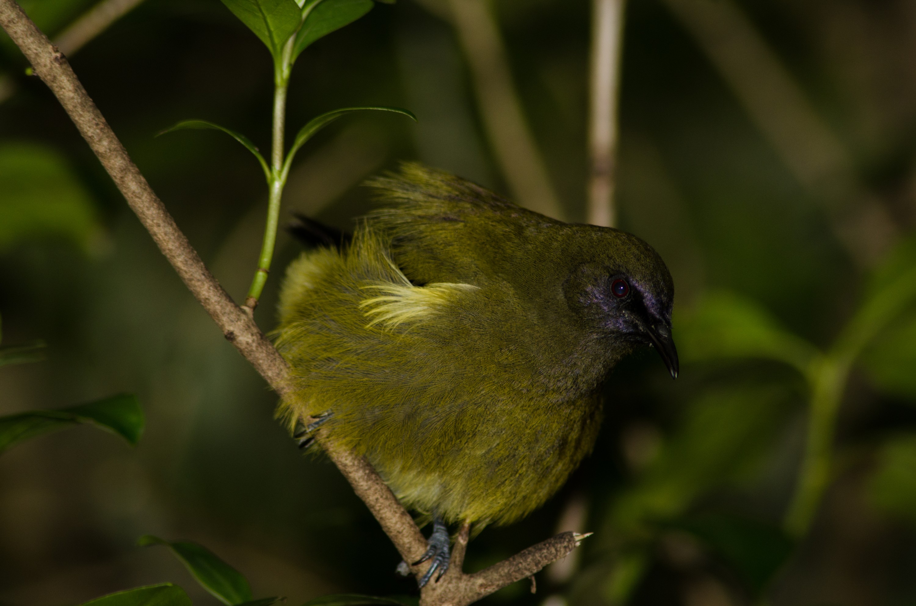 DSC_0282 – crispin, tiritiri, matangi, crispin, new zealand, new, zealand, nz, reserve, birds, bell, bird, bellbird, green