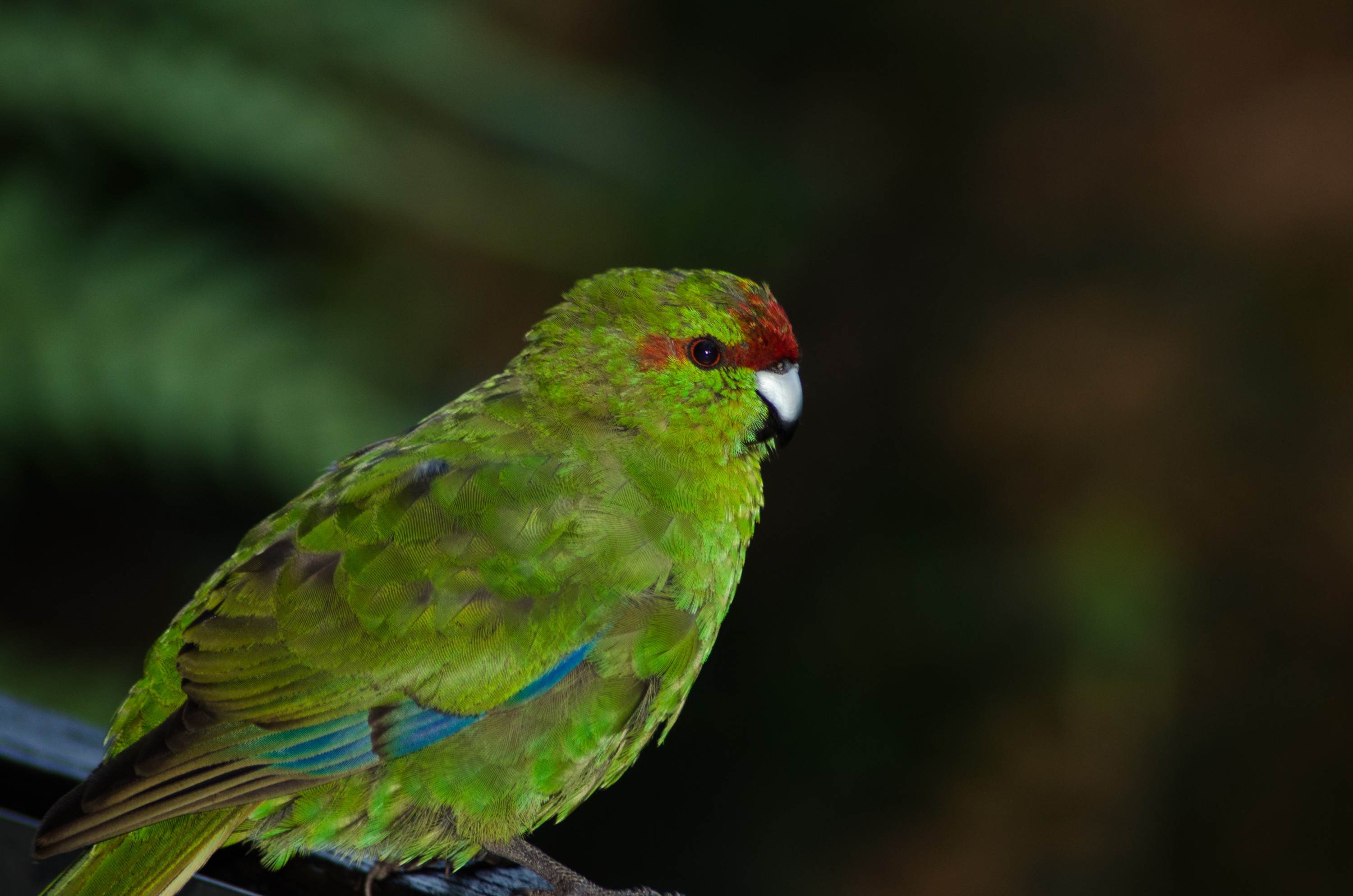 DSC_0437 – crispin, tiritiri, matangi, crispin, new zealand, new, zealand, nz, reserve, birds, kakariki, green