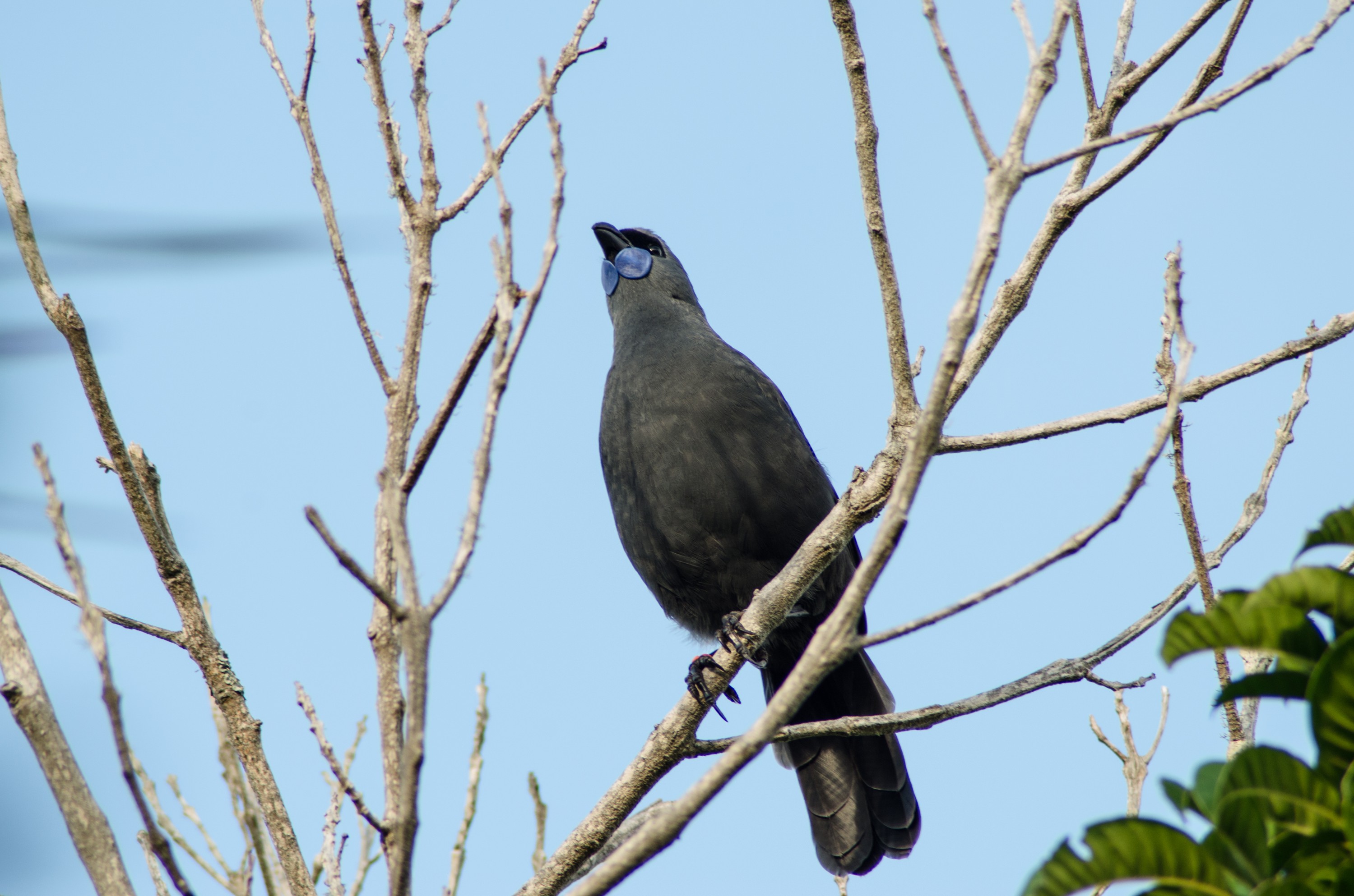 DSC_0498 – crispin, tiritiri, matangi, crispin, new zealand, new, zealand, nz, reserve, birds, kokako,