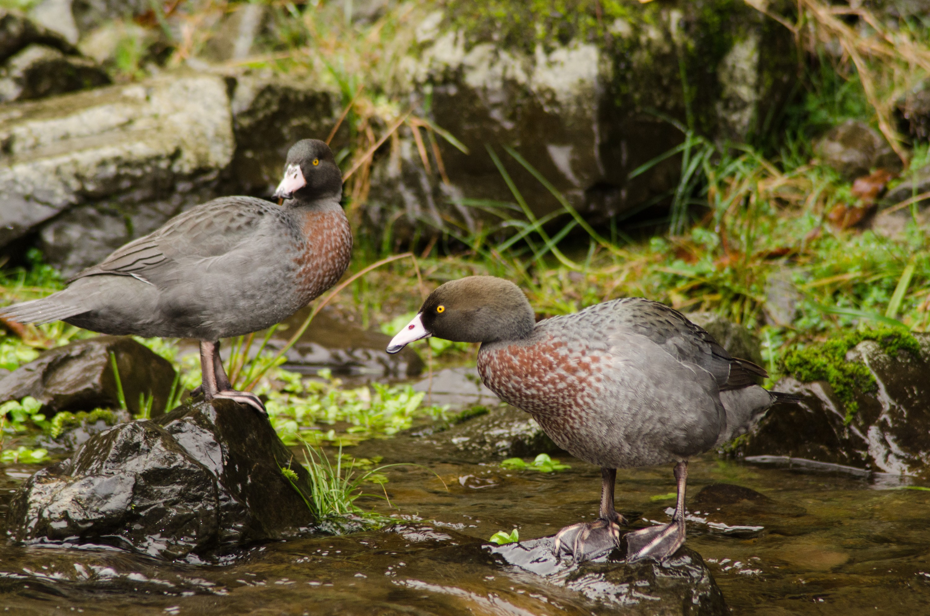 DSC_2157 – new, zealand, new zealand, nz, crispin, Crispin, nz, new, zealand, new zealand, freshwater, lakes, Whio, Blue, duck, Hymenolaimus, malacorhynchos,
