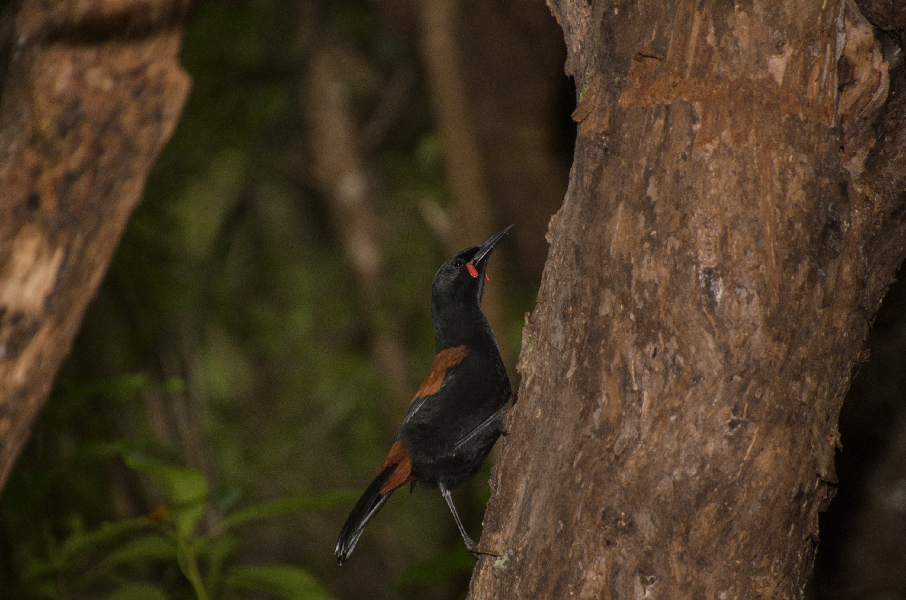 DSC_2364 – Adventure, Crispin, Island, March 2017, National Park, New, New Zealand, Philesturnus carunculatus, Rakiura, Saddleback, South, Stewart, Tieke, Ulva, Zealand, saddle back