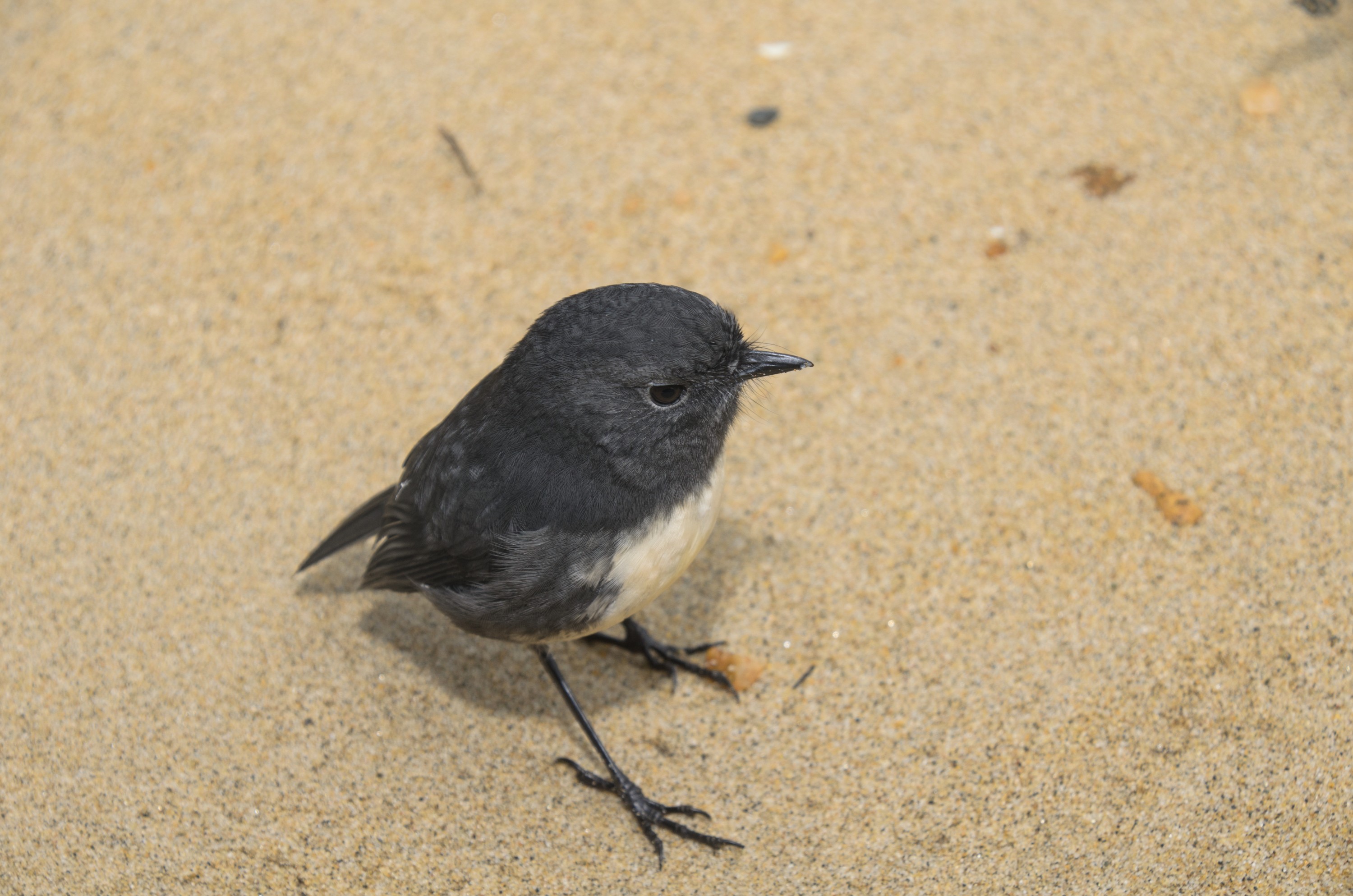 DSC_2392 – Adventure, Crispin, Island, March 2017, National Park, New, New Zealand, Rakiura, Robin, South, Stewart, Ulva, Zealand, friendly, karariwai, petroica australis