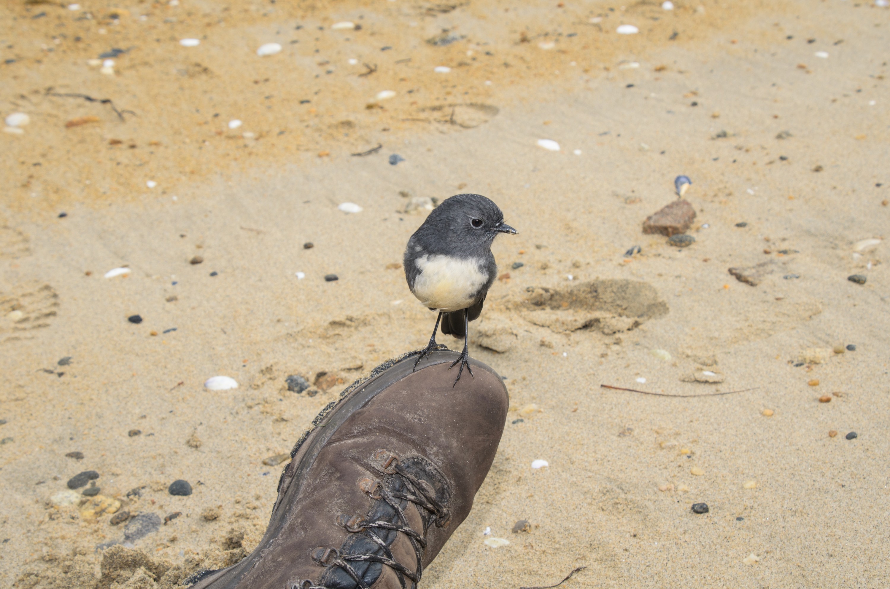DSC_2399 – Adventure, Crispin, Island, March 2017, National Park, New, New Zealand, Rakiura, Robin, South, Stewart, Ulva, Zealand, friendly, karariwai, petroica australis