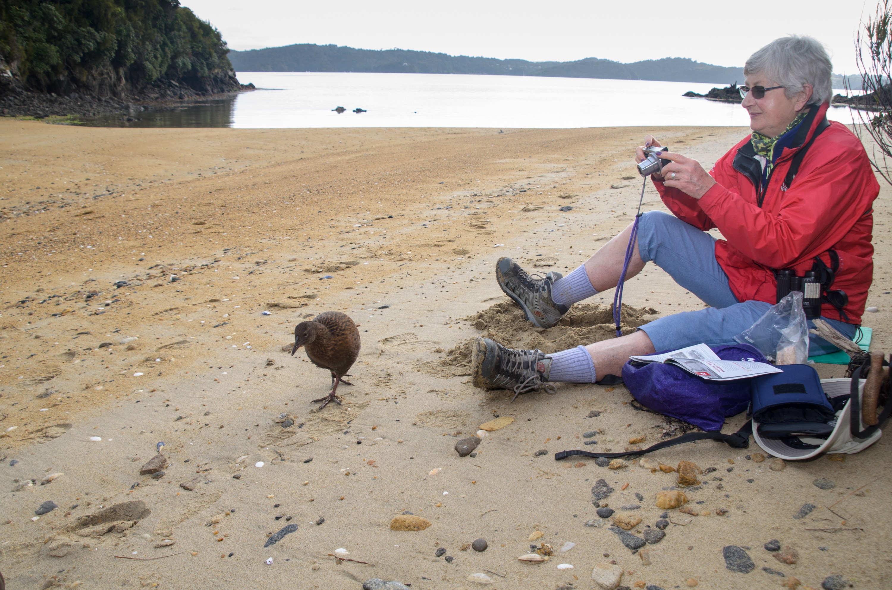 DSC_2410 – Adventure, Crispin, Gallirallus australis scotti, Island, March 2017, National Park, New, New Zealand, Rakiura, South, Stewart, Ulva, Weka, Zealand, brown, cheeky, subspecies