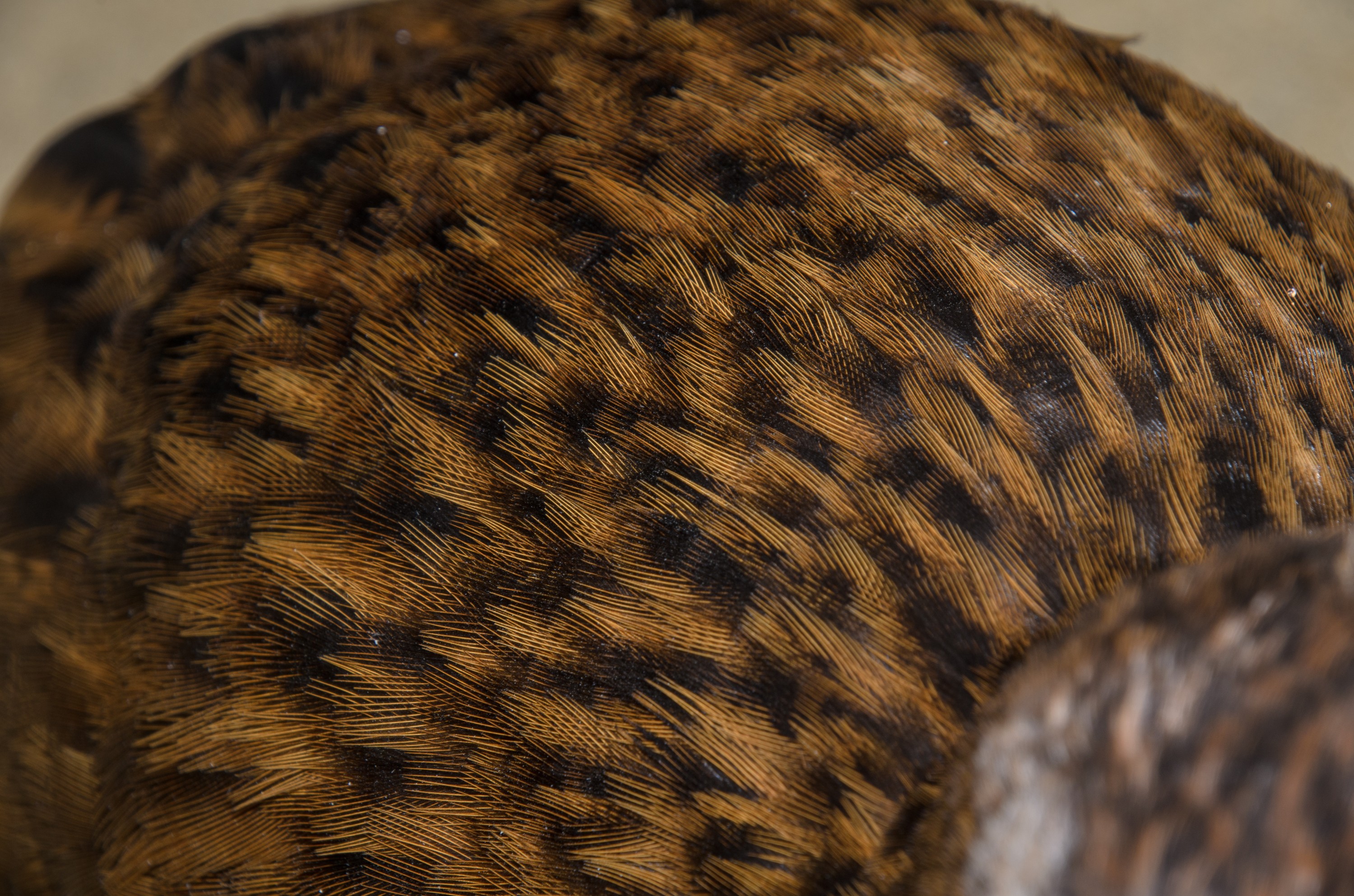 DSC_2418 – Adventure, Crispin, Gallirallus australis scotti, Island, March 2017, National Park, New, New Zealand, Rakiura, South, Stewart, Ulva, Weka, Zealand, brown, cheeky, subspecies
