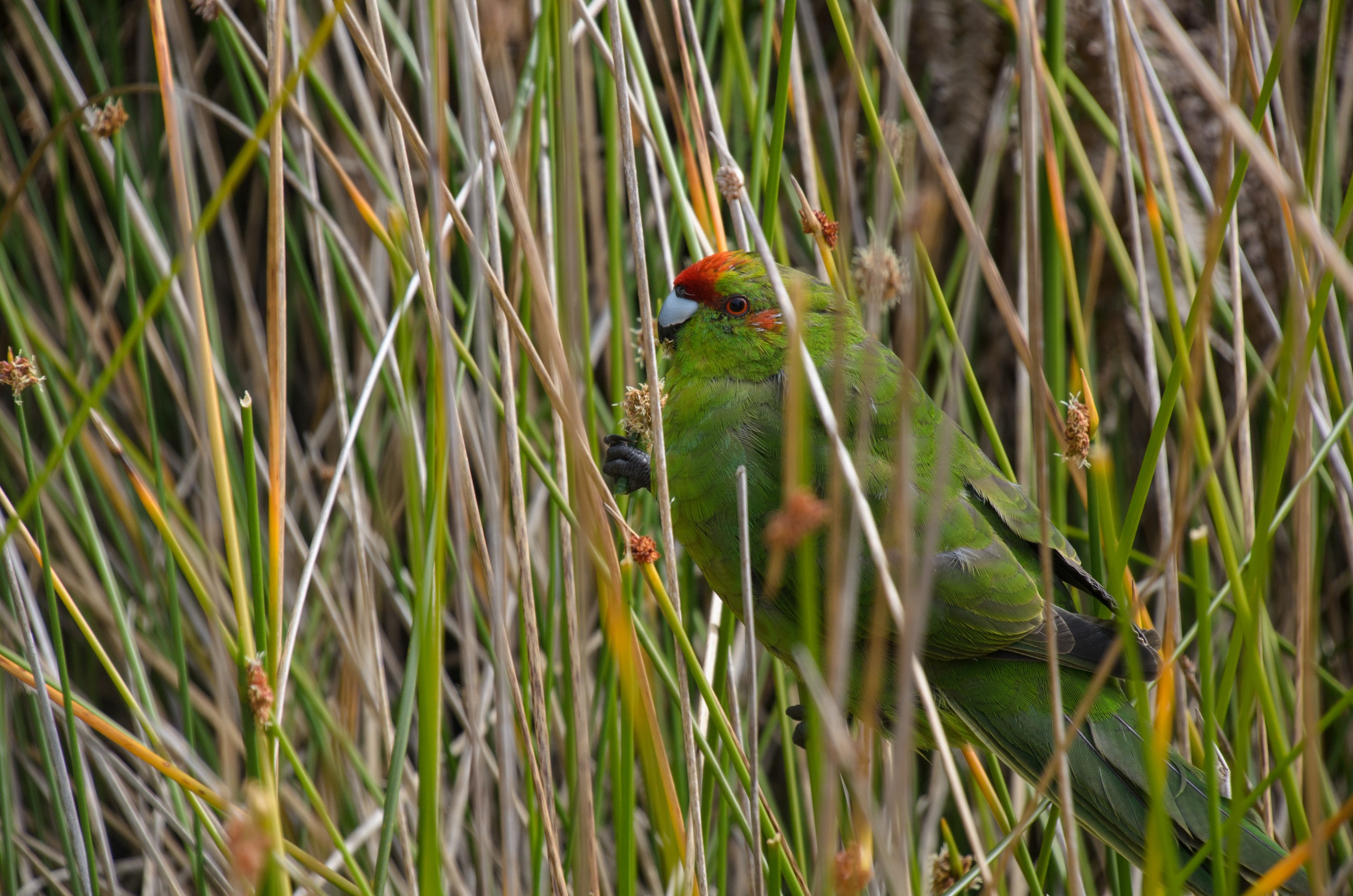 DSC_2466 – Adventure, Crispin, Cyanoramphus novaezlandiae, Island, March 2017, National Park, New, New Zealand, Rakiura, South, Stewart, Ulva, Zealand, green, kakariki, parakeet, parrot