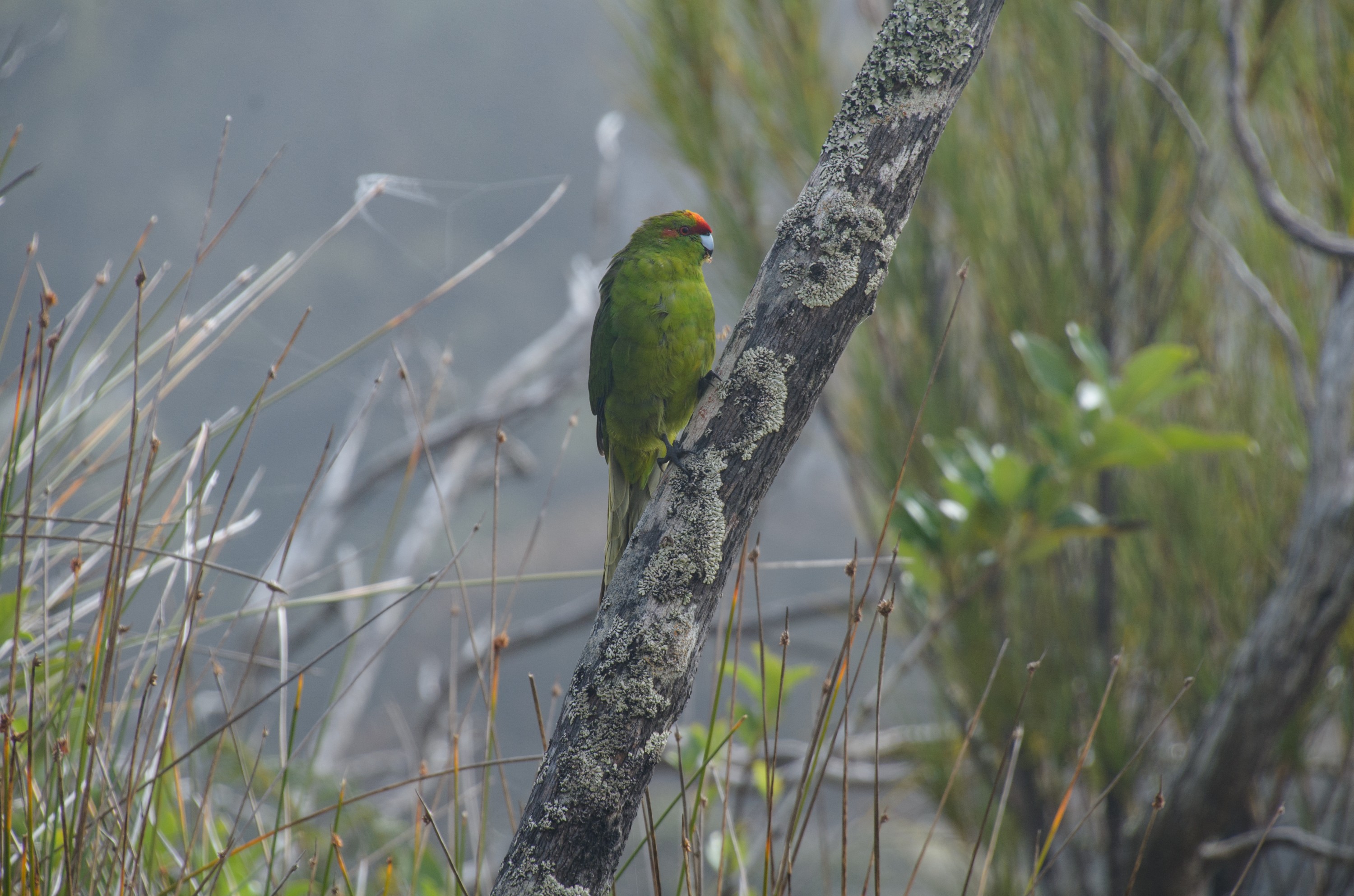 DSC_2470 – Adventure, Crispin, Cyanoramphus novaezlandiae, Island, March 2017, National Park, New, New Zealand, Rakiura, South, Stewart, Ulva, Zealand, green, kakariki, parakeet, parrot