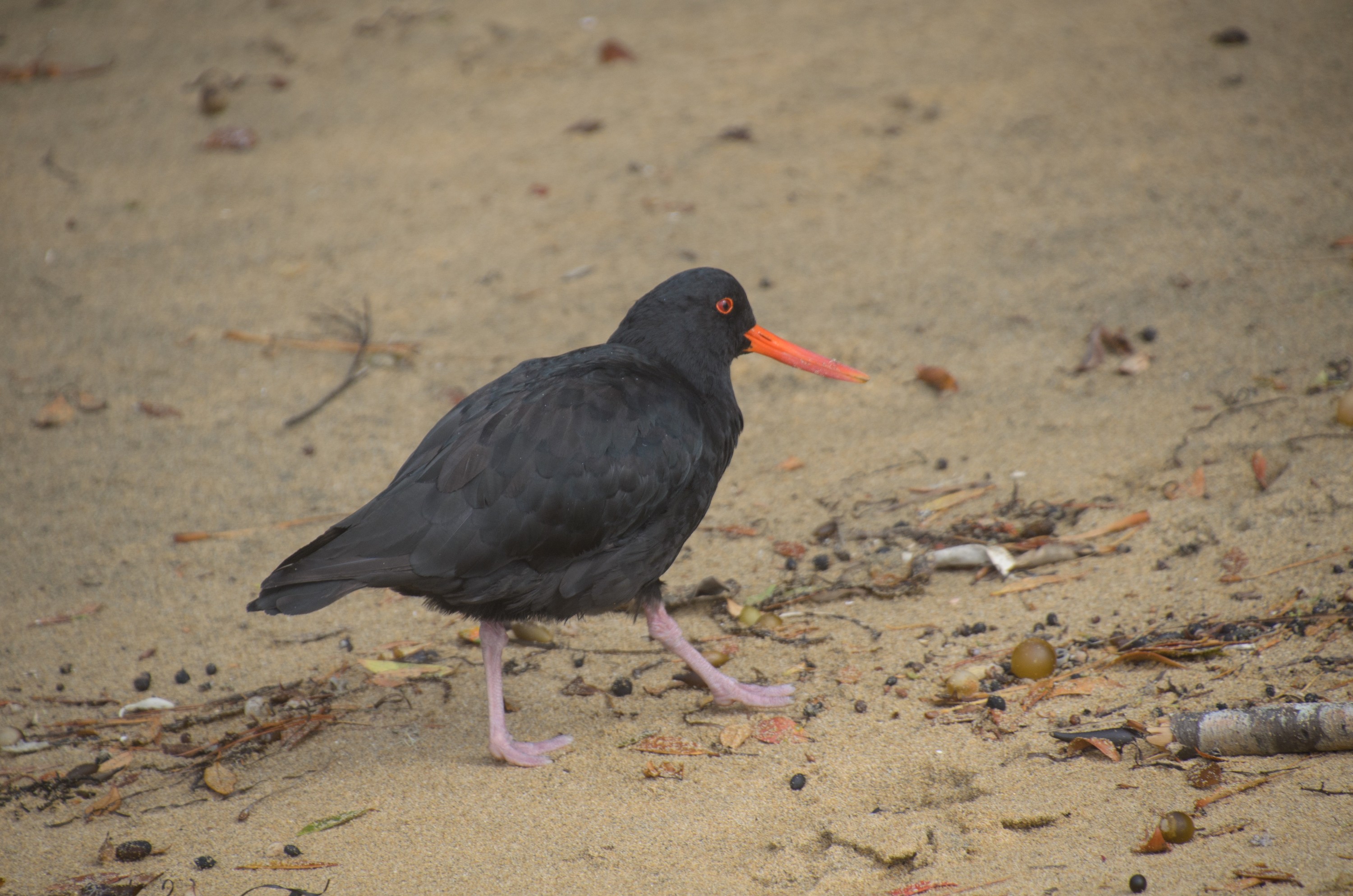 DSC_2483 – Adventure, Crispin, Haematopus unicolor, Island, March 2017, National Park, New, New Zealand, Oyster catcher, Rakiura, South, Stewart, Torea tai, Ulva, Variable, Zealand