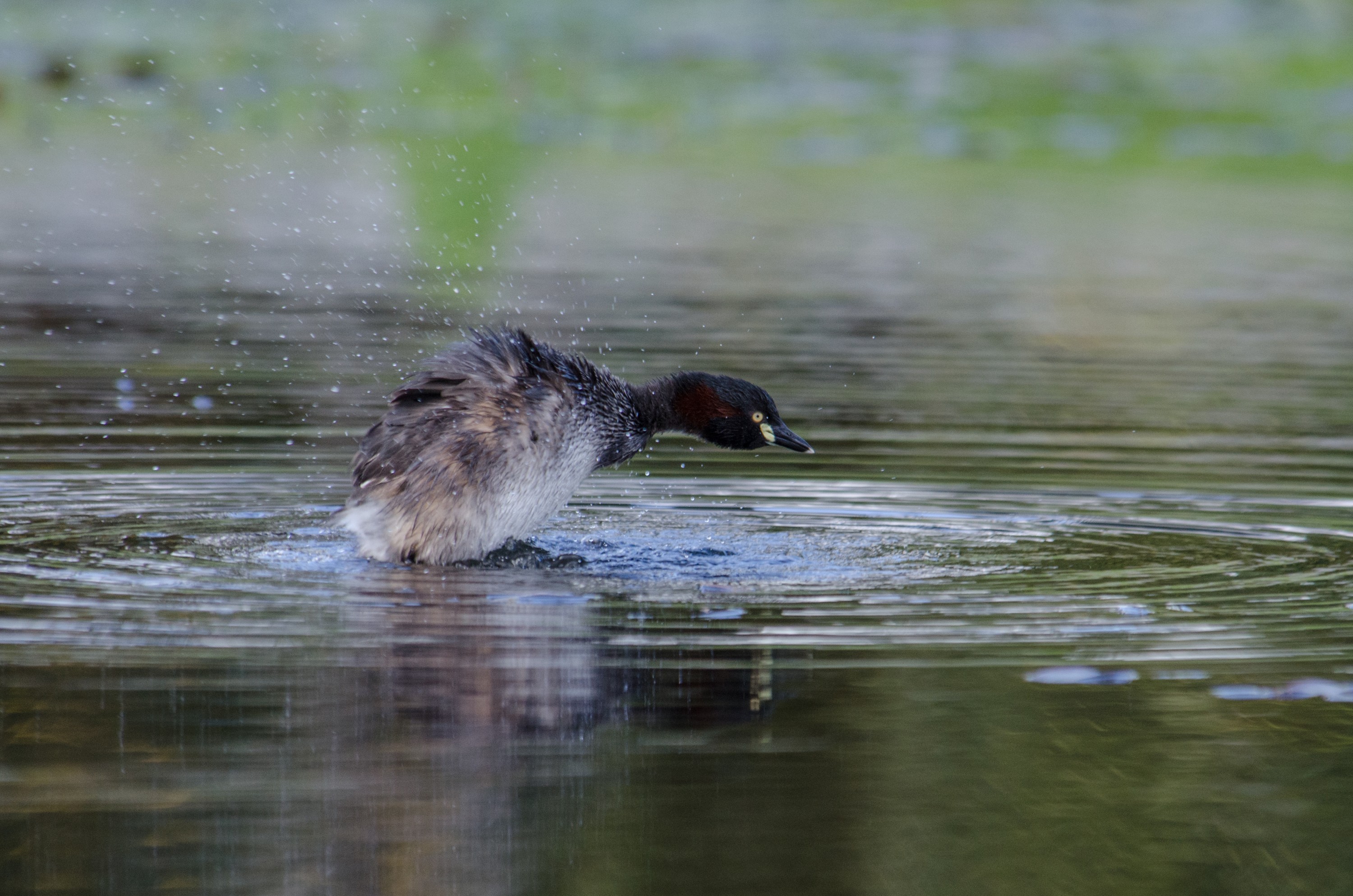 DSC_2611 – irene, aug16, bird, nz, new, zealand, avifauna, fauna, australasian little grebe, grebe, little, tricolored, australasian, tachybaptus novaehollandiae, novaehollandiae, tachybaptus