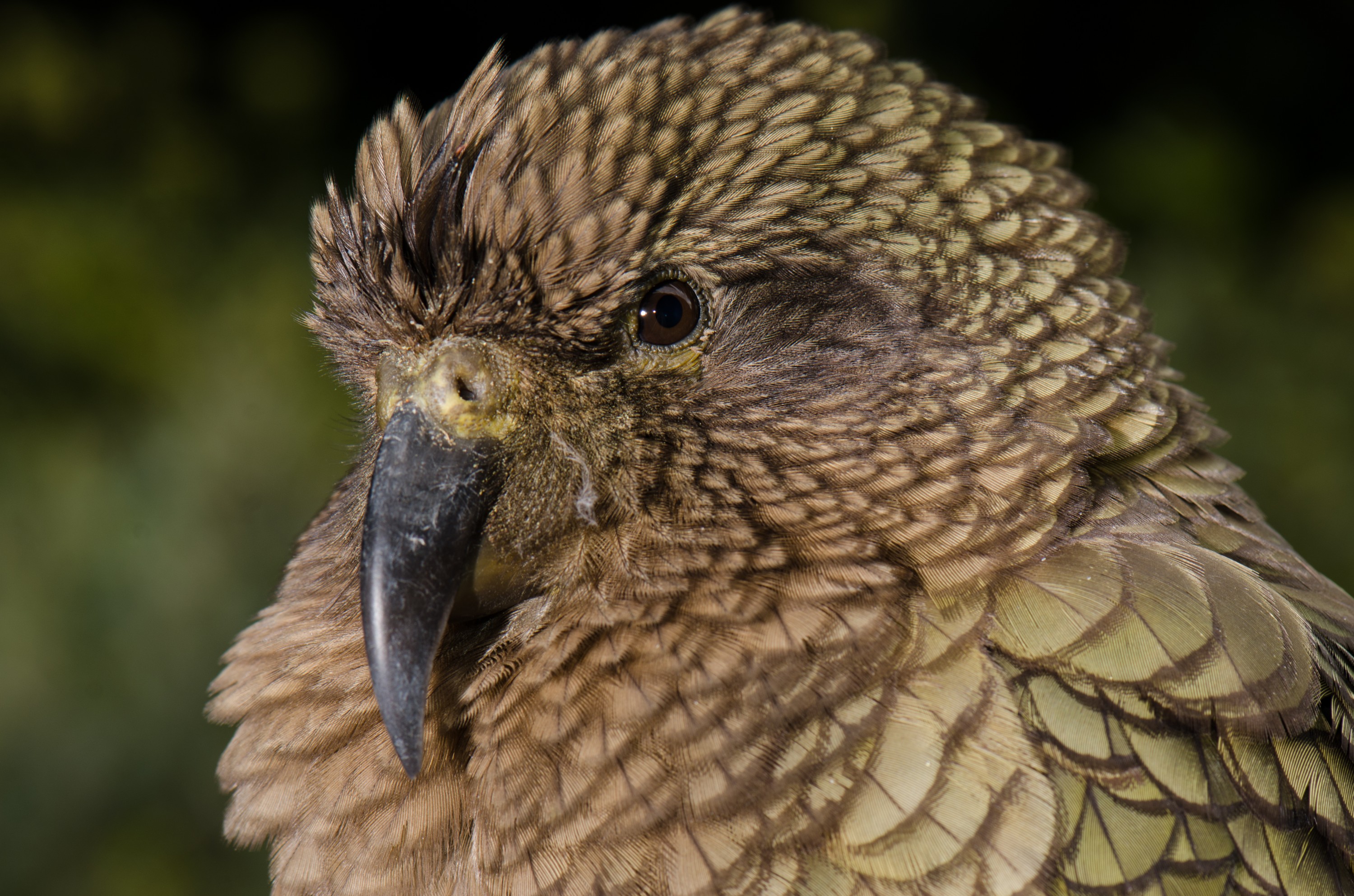 DSC_3013 – Kea, Alpine, Parrot, arthurs pass, arthurs, pass, bird, Crispin, NZ, new, new zealand, zealand