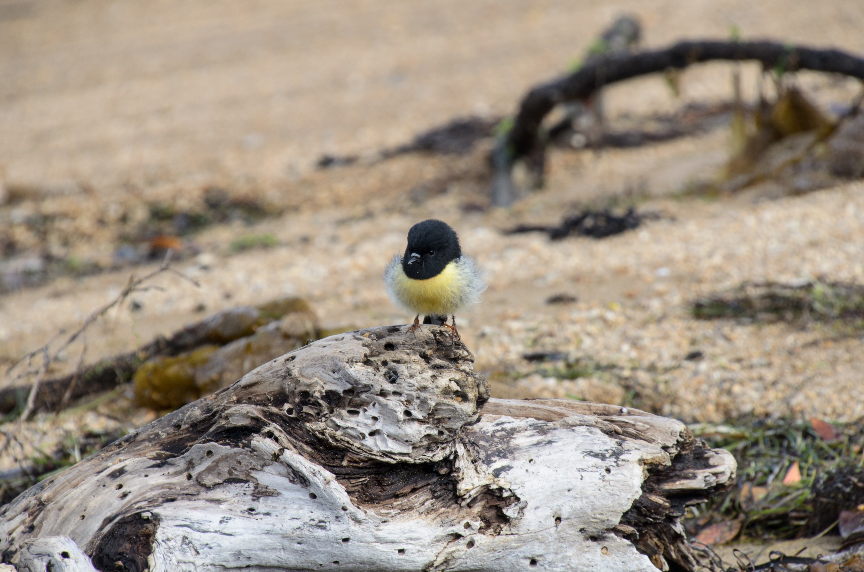 DSC_3160 – Adventure, Crispin, Island, March 2017, National Park, New, New Zealand, Rakiura, South, Stewart, Zealand