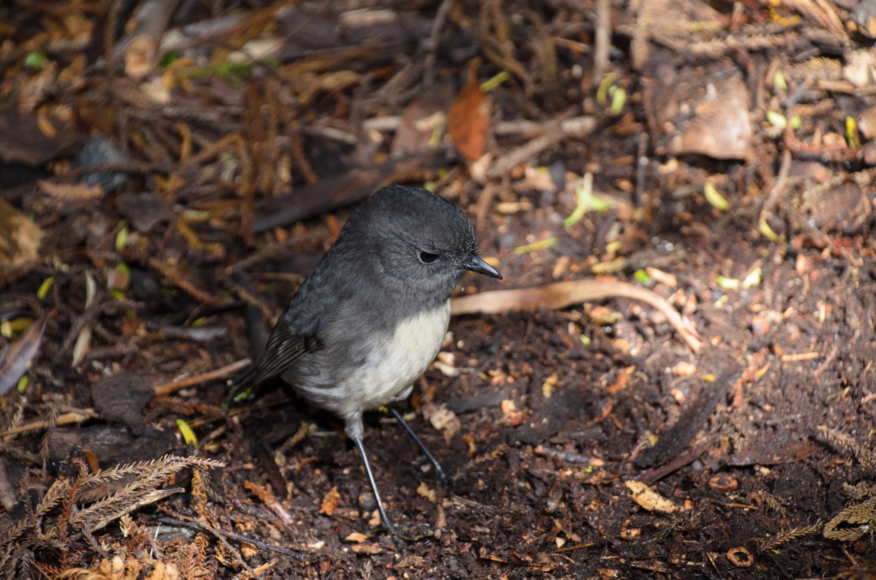 DSC_3259 – Adventure, Crispin, Island, March 2017, National Park, New, New Zealand, Rakiura, South, Stewart, Zealand