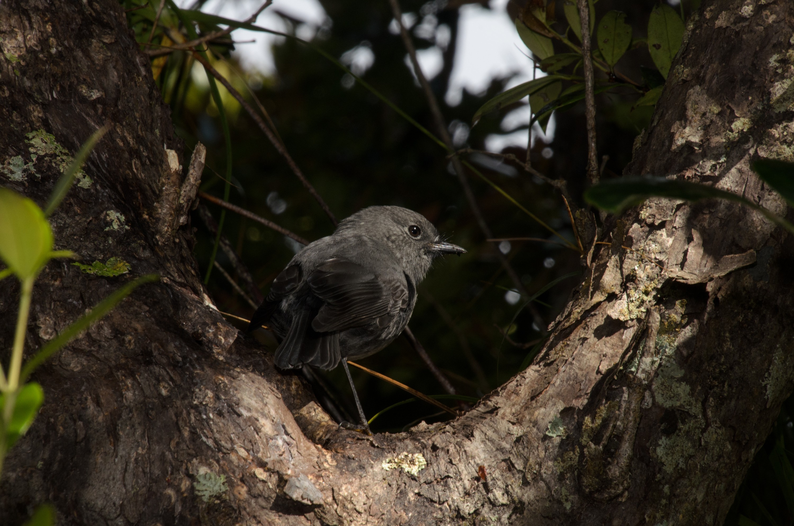 DSC_3304 – Adventure, Crispin, Island, March 2017, National Park, New, New Zealand, Rakiura, South, Stewart, Zealand