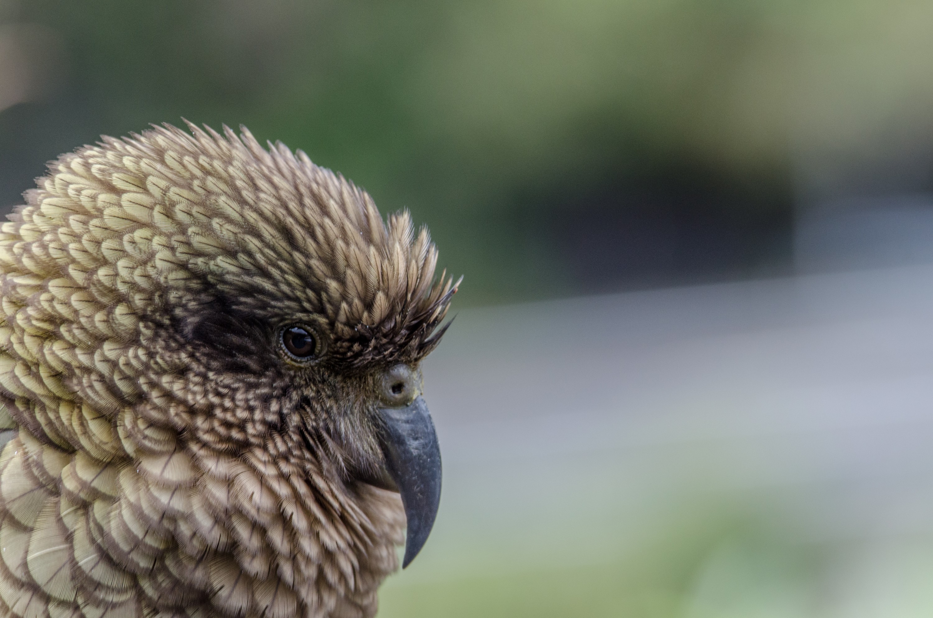 DSC_3305-2 – irene, aug16, bird, nz, new, zealand, avifauna, fauna, Kea, Alpine, Parrot, arthurs pass, arthurs, pass, bird, irene, fauna, avifauna, NZ, new, new zealand, zealand, nestor, notabilis