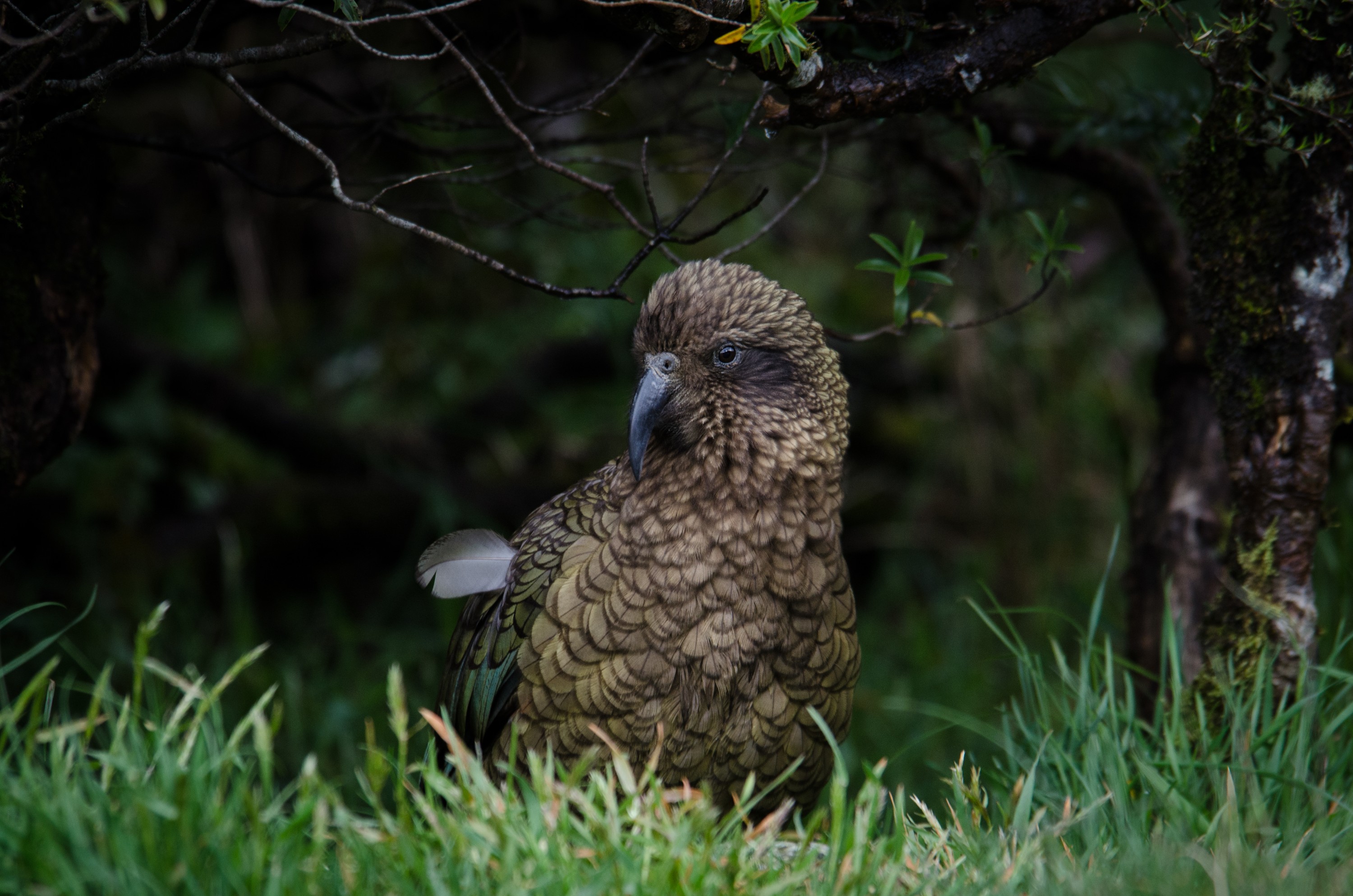 DSC_3434 – irene, aug16, bird, nz, new, zealand, avifauna, fauna, Kea, Alpine, Parrot, arthurs pass, arthurs, pass, bird, irene, fauna, avifauna, NZ, new, new zealand, zealand, nestor, notabilis