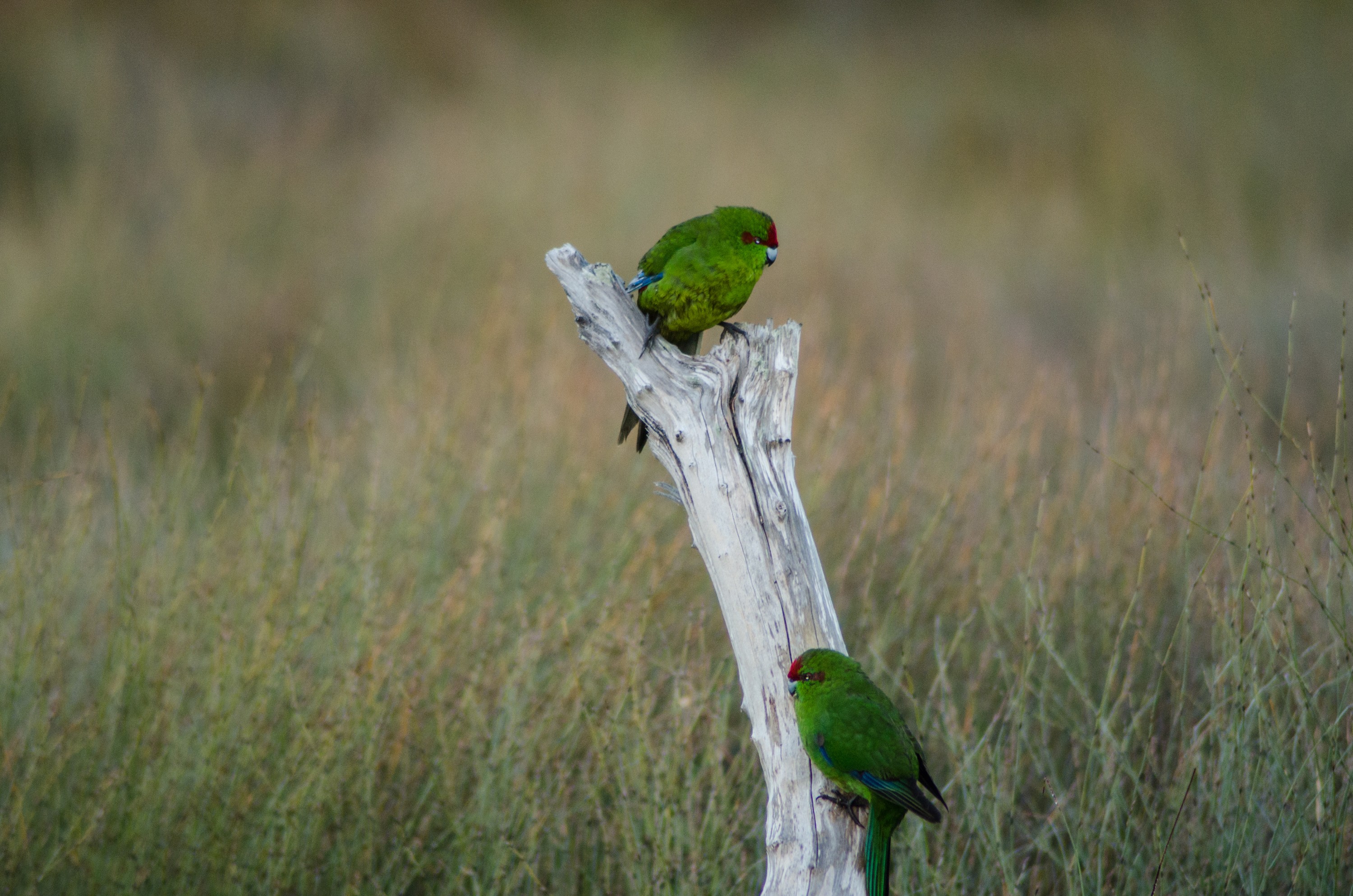 DSC_4986 – Mokohinau, Islands, Burgess, Island, crispin, nz, new, zealand, new zealand, kakariki