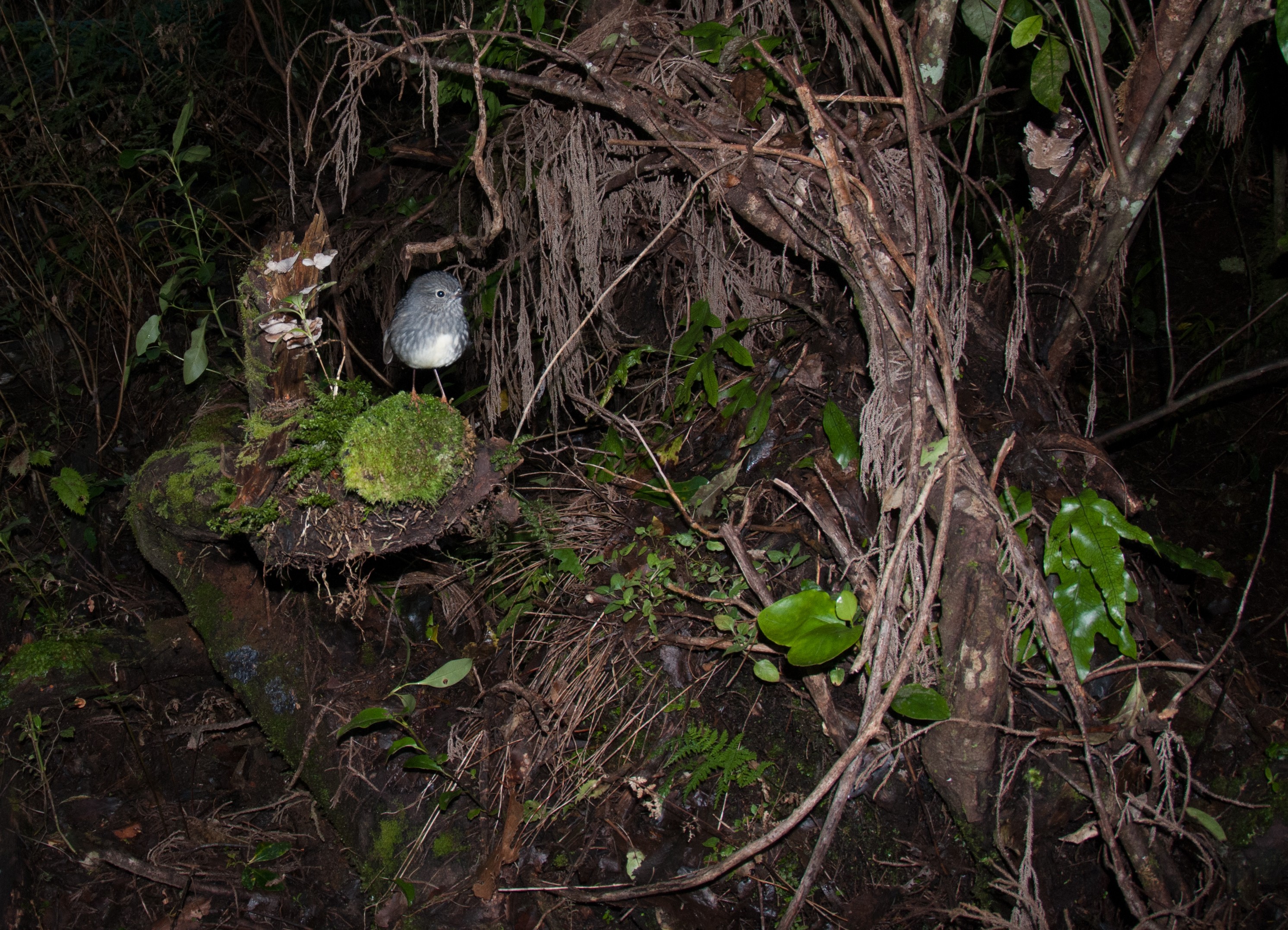 _DSC2965 – new zealand, fauna, avifauna, birds, forest, pureora, central north island, north, island, robin, petroica, longipes, irene, nov16, toutouwai, bush