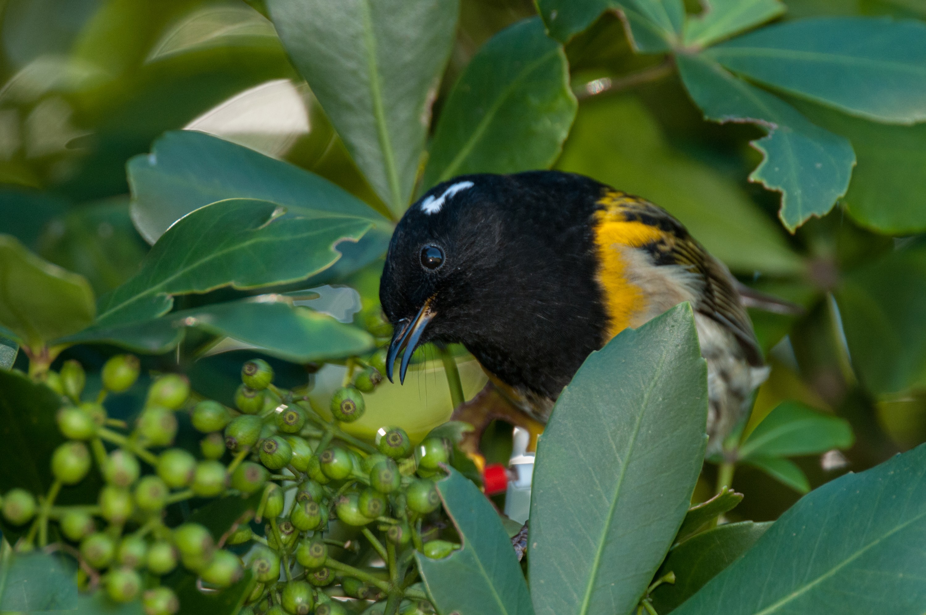_DSC9204 – irene, aug16, bird, nz, new, zealand, avifauna, fauna, irene, nov16, avifauna, birds, nz, new zealand, tiritiri matangi, tiri, hihi, stitchbird, notiomystis cincta, feeding