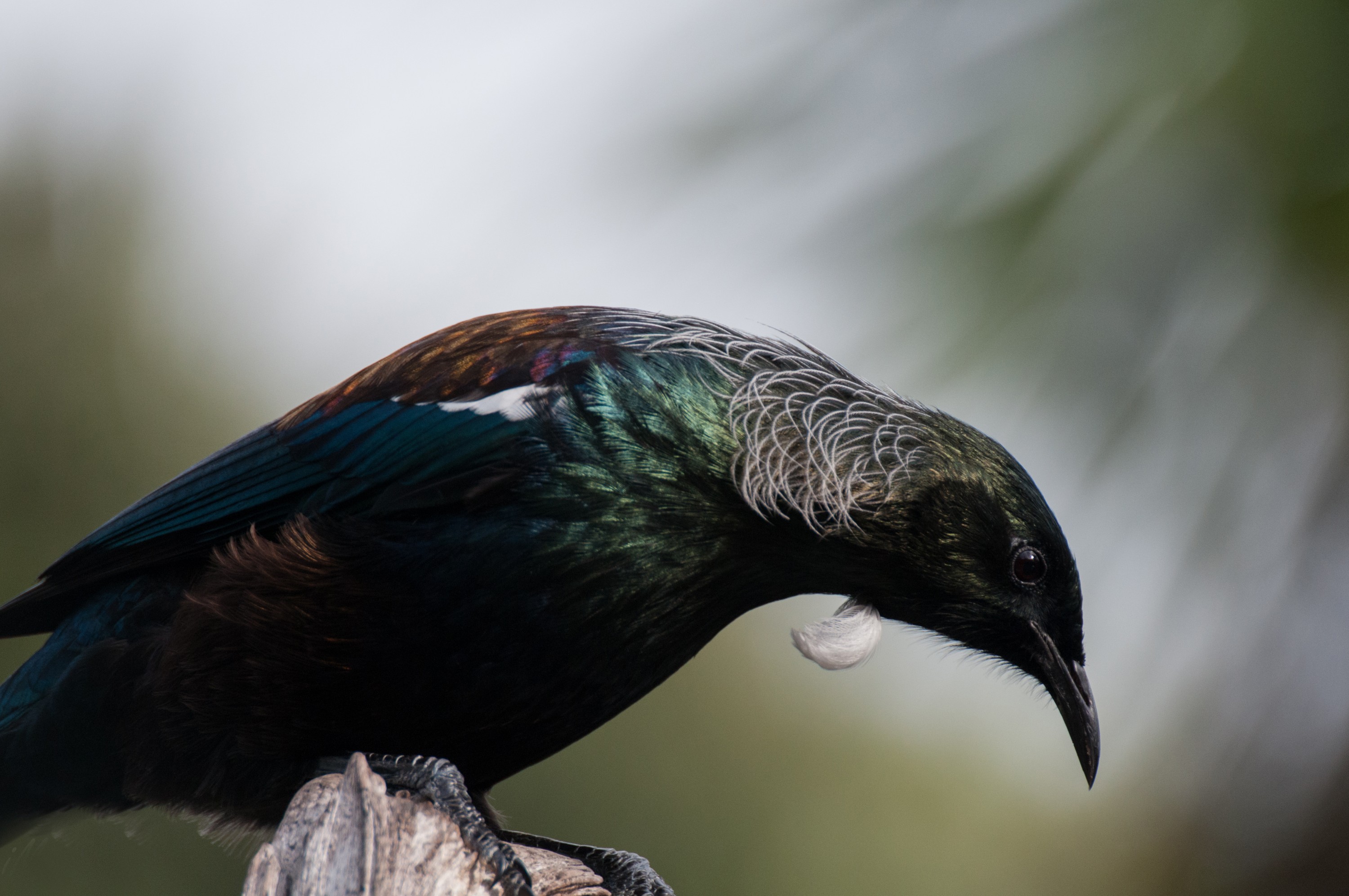 _DSC9750 – irene, aug16, bird, nz, new, zealand, avifauna, fauna, tui, tiritiri matangi, tiri, nov16, passerine, endemic, prosthemadera, novaeseelandiae
