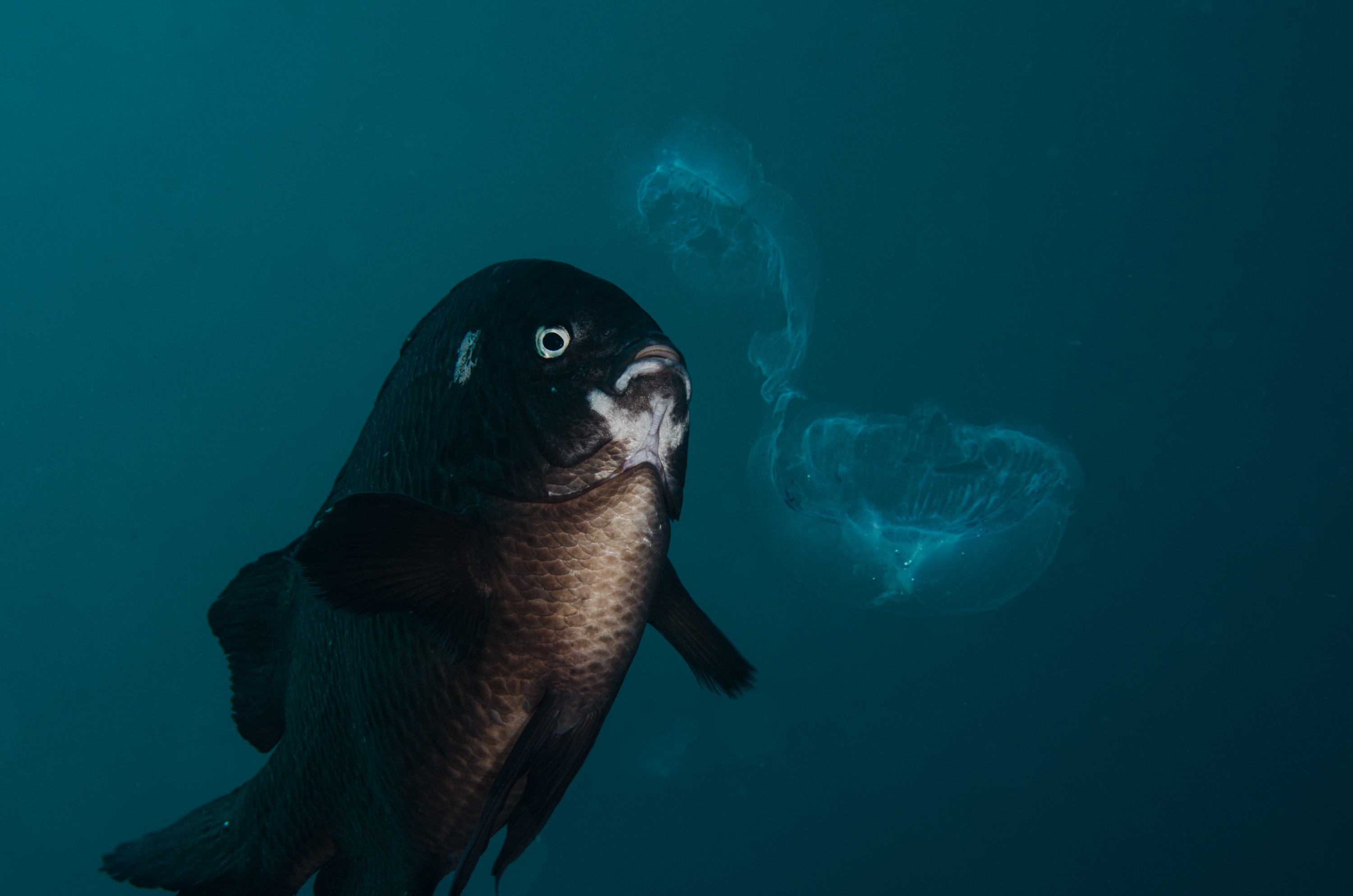 DSC_4349 – Underwater, 
Underwater, black, angelfish, scalyfin, Parma, alboscapularis, poor, knights, marine, reserve, Crispin, marine, new zealand, zealand, new, nz,