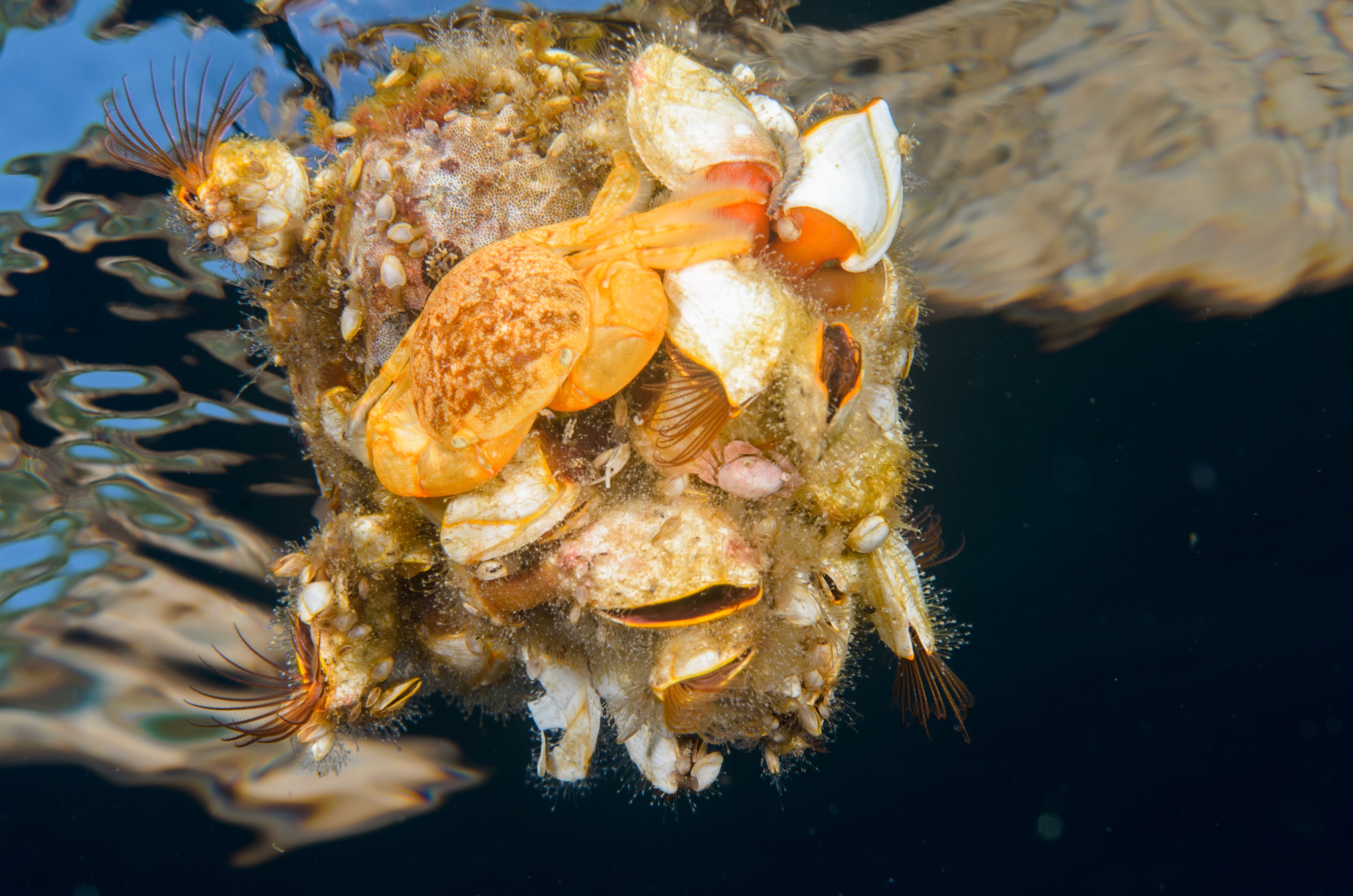DSC_1471 – Underwater, Pelagic, Crab, Planes, major, Flotsam, Poor, Knights, Marine, Reserve, Orange, Crispin, marine, new zealand, zealand, new, nz, gooseneck, goose, neck, barnacle