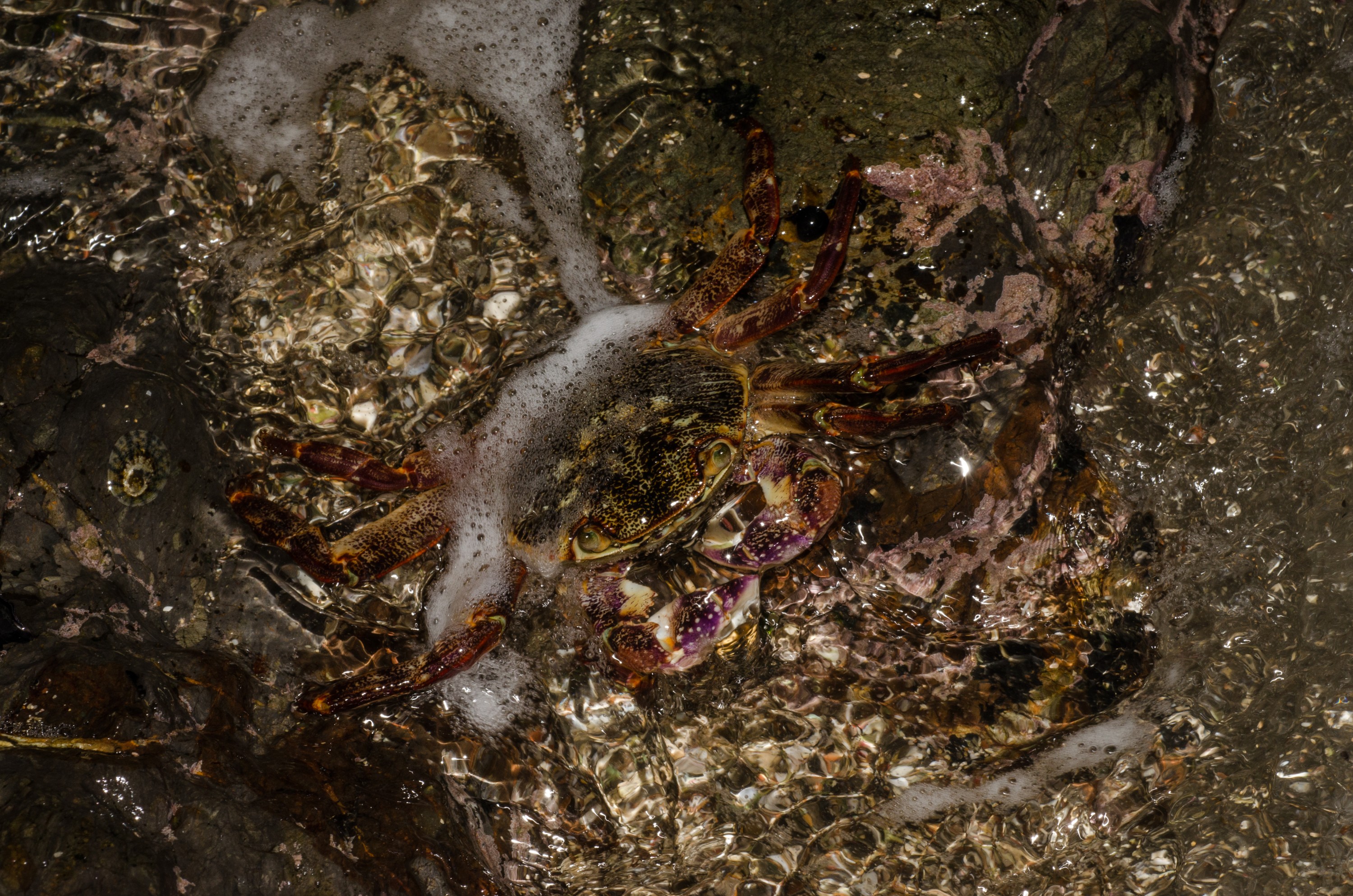 DSC_1753 – crispin, nz, new, zealand, new zealand, Purple, Rock, Crab, Leptograpsus, variegatus,