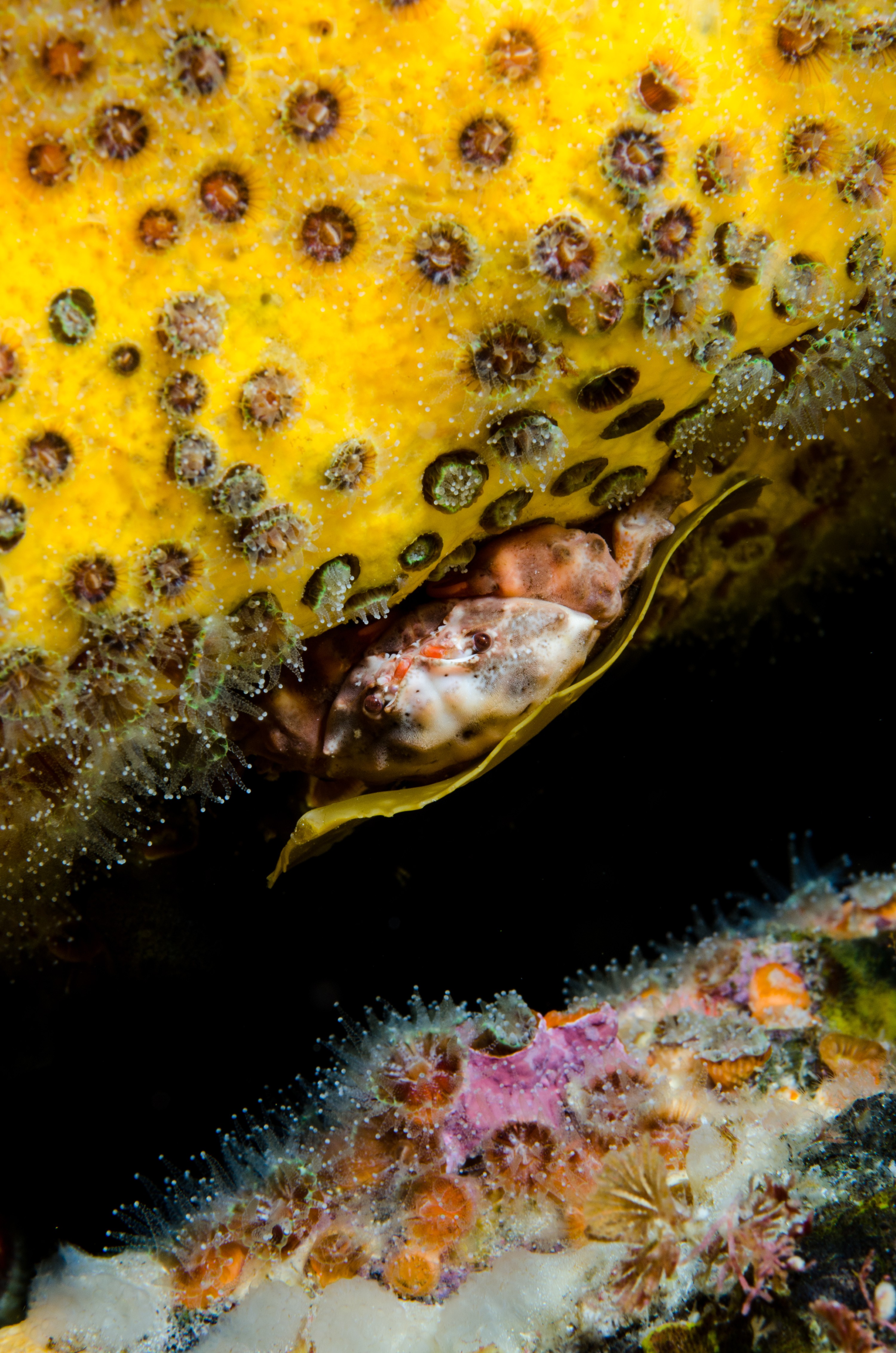 DSC_1794 – new, zealand, new zealand, nz, crispin, poor, knights, marine, reserve, crab, unknown, night, yellow