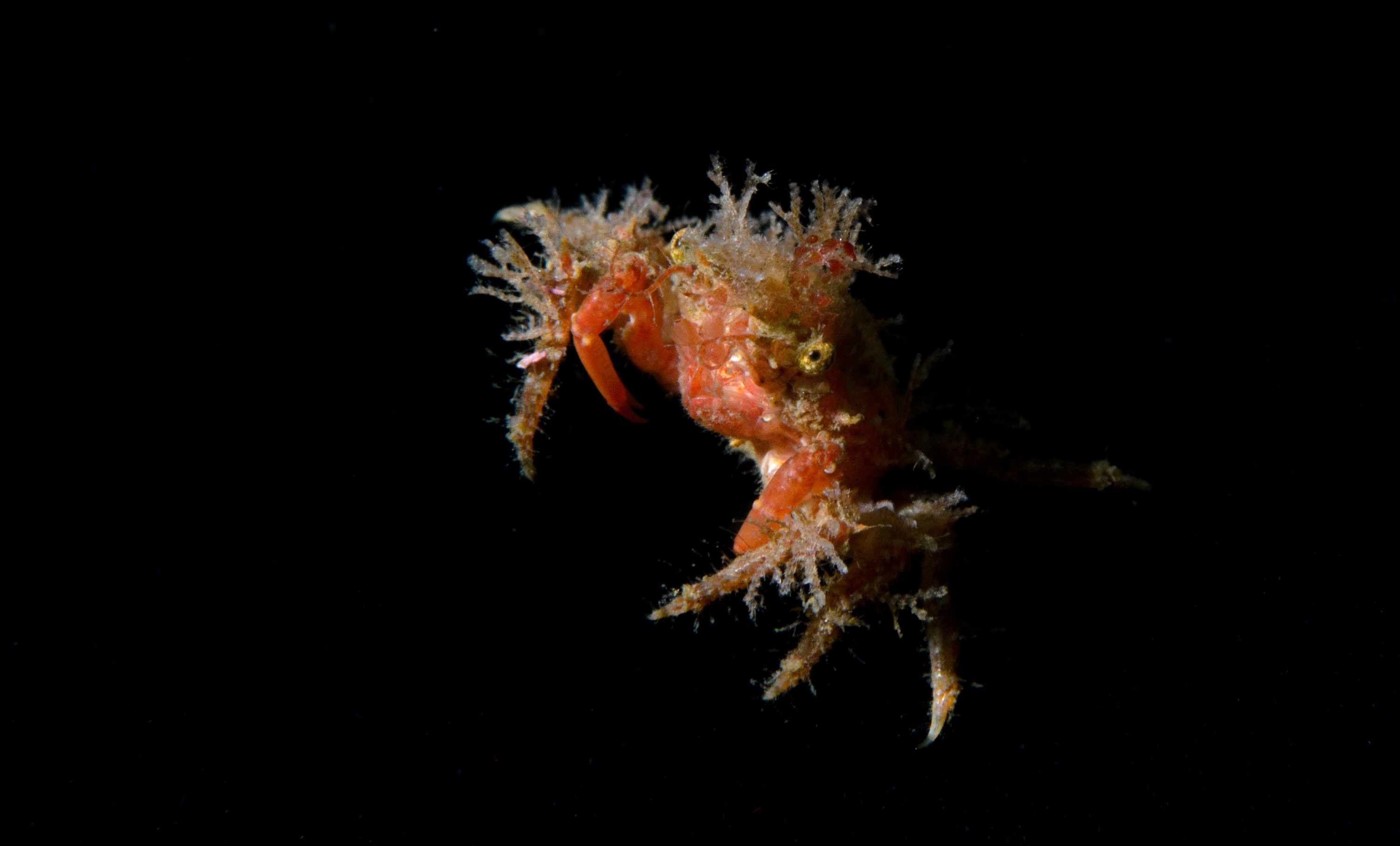 DSC_2285 – crispin, nz, new, zealand, new zealand, aug16_cm, Unknown, Crab, Poor, Knights,
