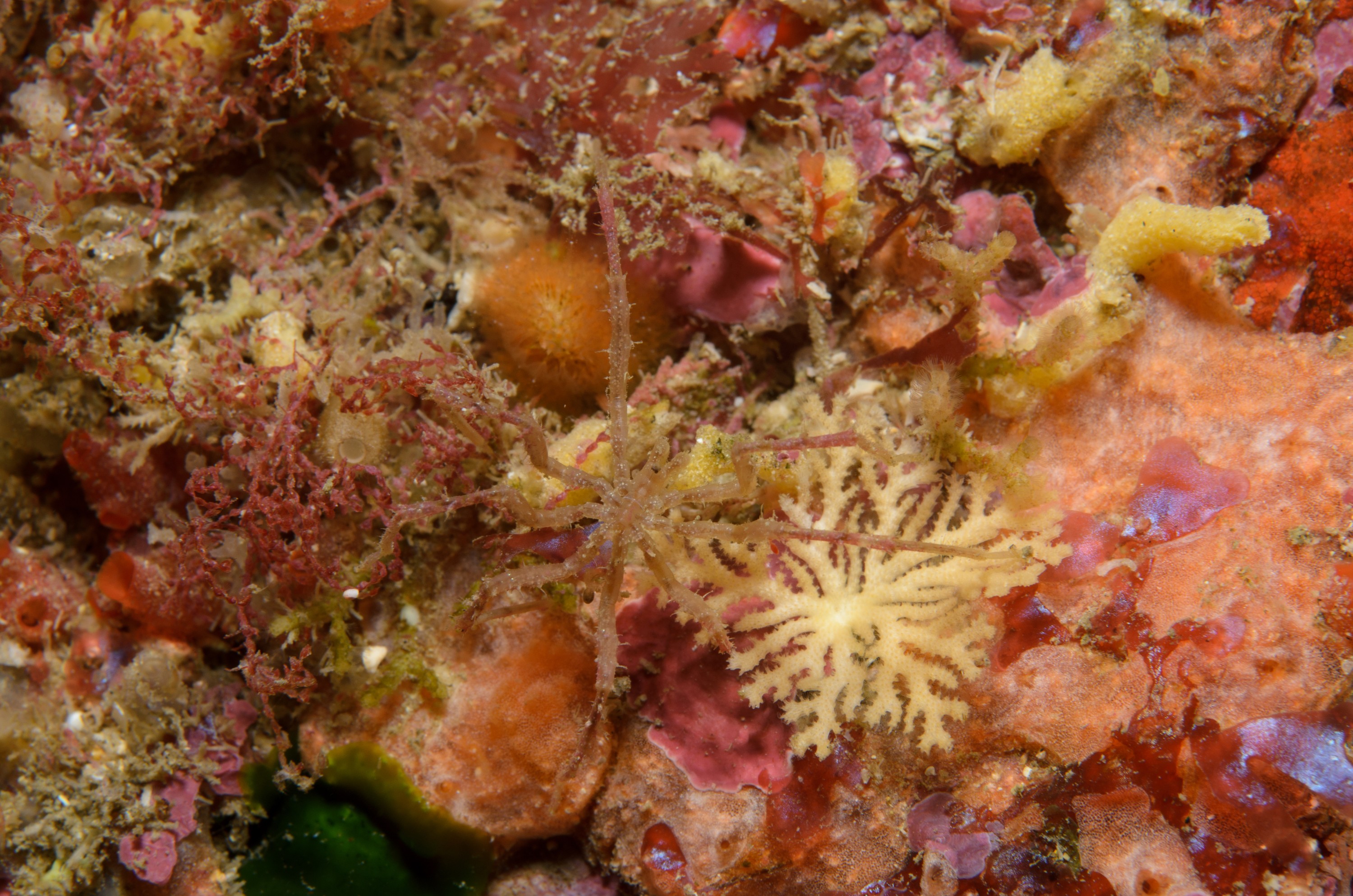 DSC_2734 – crispin, nz, new, zealand, new zealand, aug16_cm, Sea, Spider, Pycnogonid, unknown