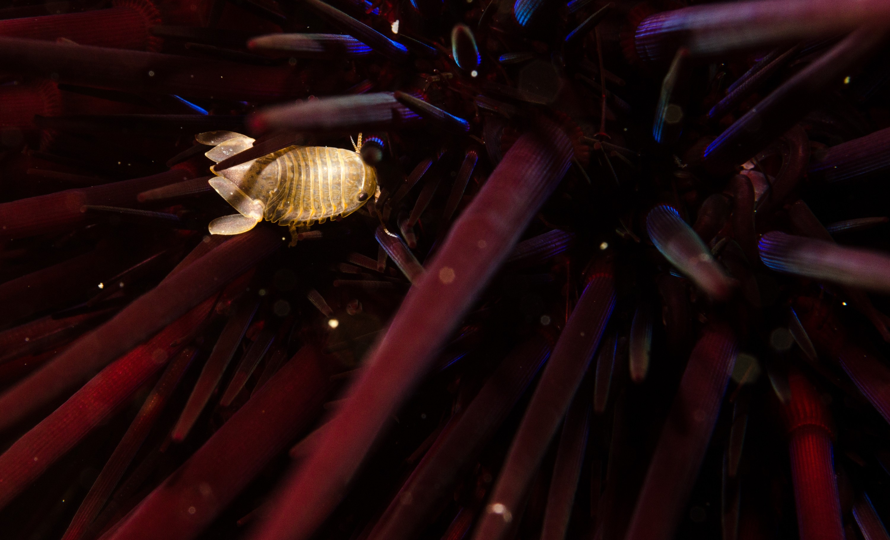 DSC_3350 – crispin, nz, new, zealand, new zealand, poor, knights, marine, reserve, Isopod, Unknown