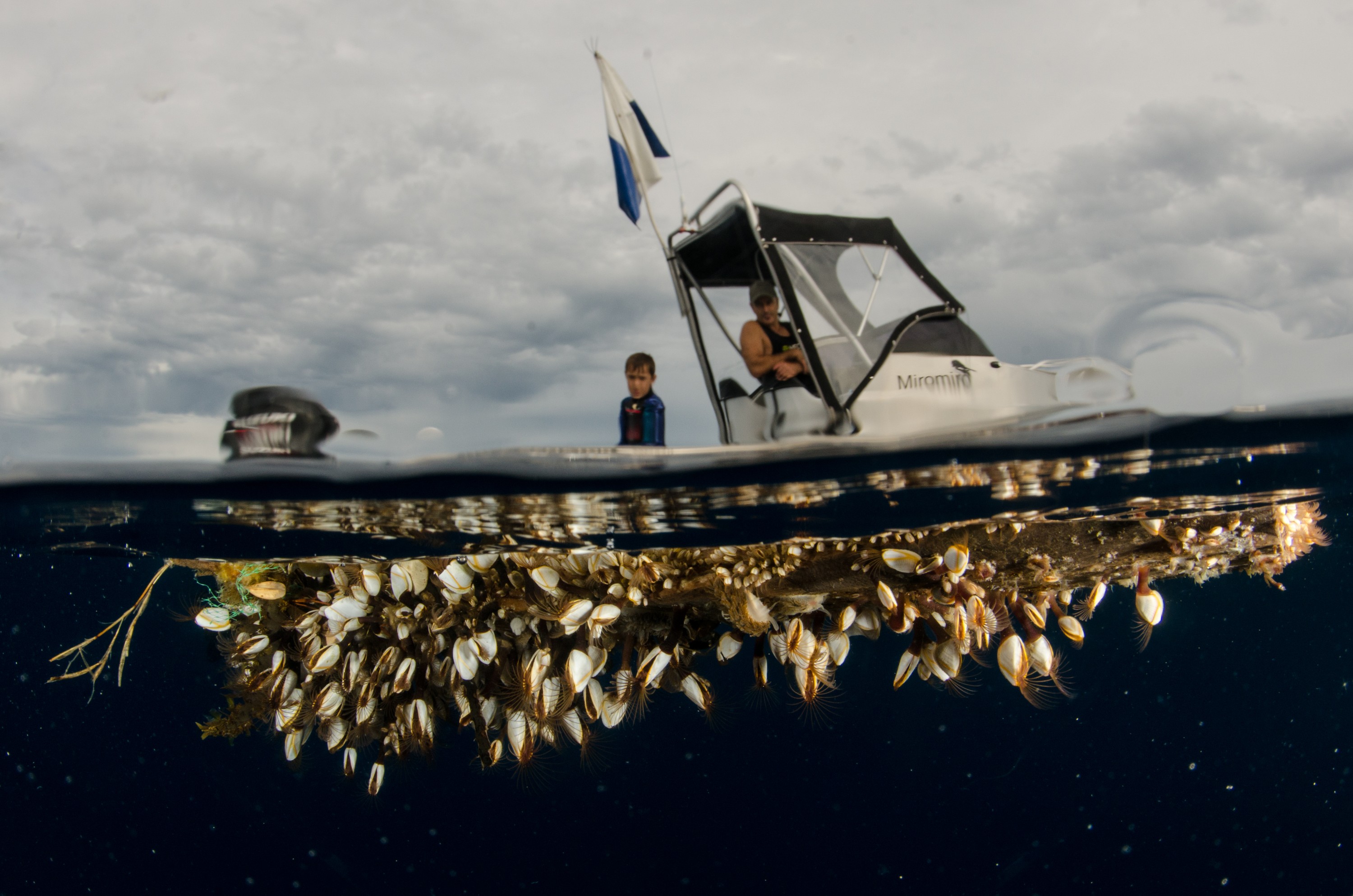 DSC_6519 – Underwater, flotsam, Miromiro, goose neck, gooseneck, barnacles, Crispin, marine, new zealand, zealand, new, nz,