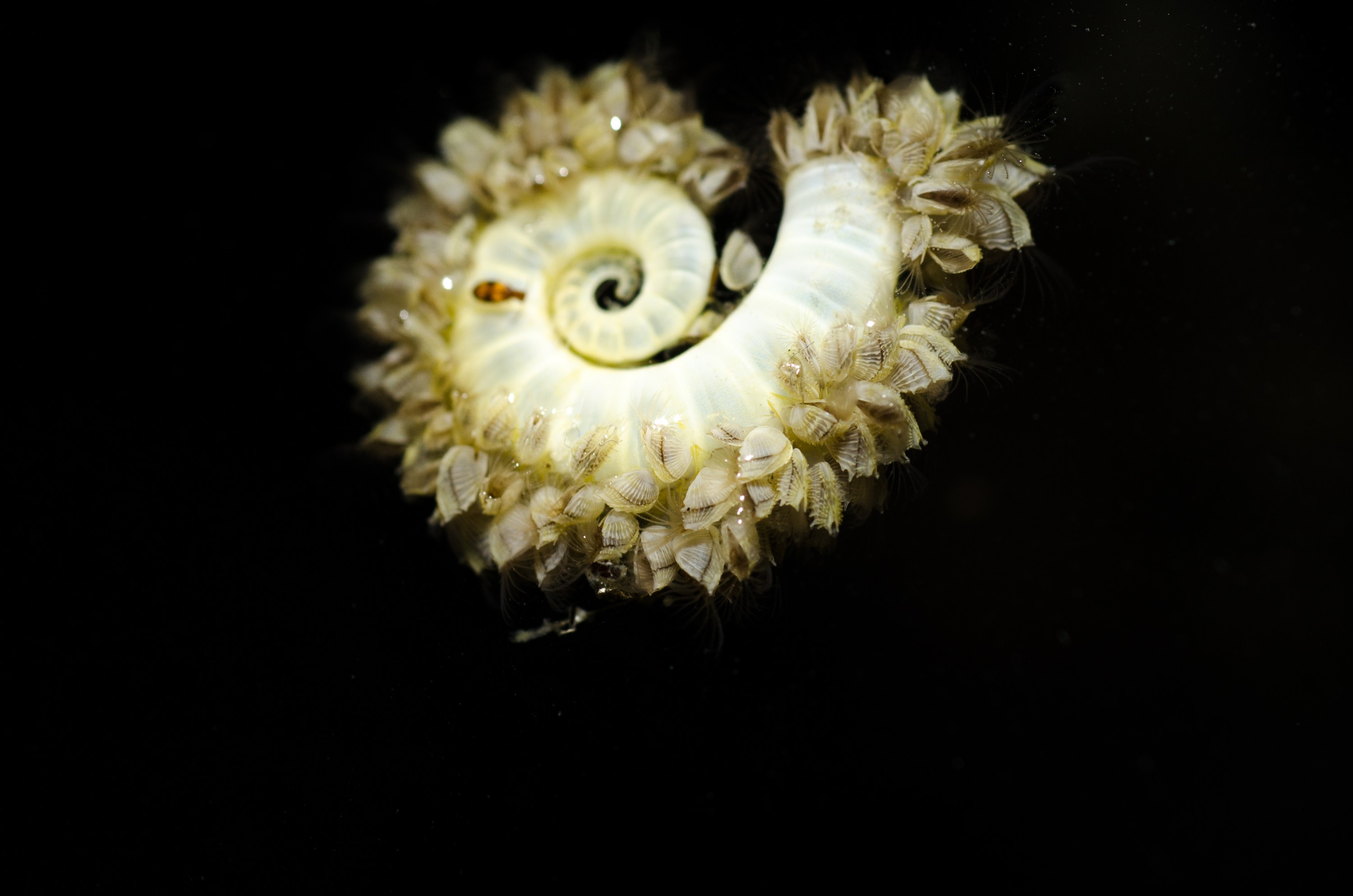 DSC_7238 – Underwater, Spirula, spirula, squid, shell, ramshorn, rams, horn, shell, spiral, barnacles, unknown, Crispin, marine, new zealand, zealand, new, nz,