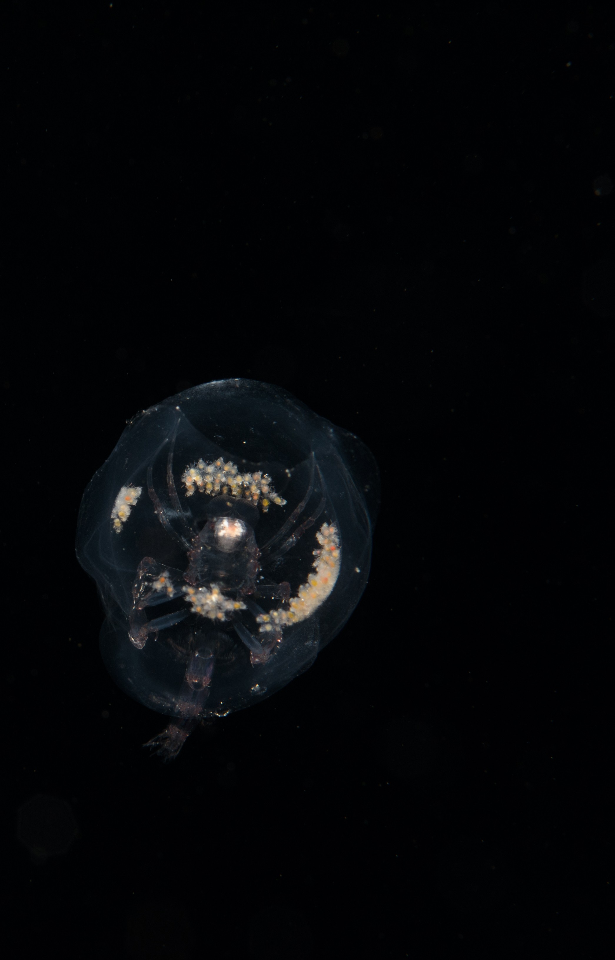 DSC_7870 – Crispin, PKI010916, Phronima, amphipod, freaky, hyperiid, knights, marine, new, nz, pelagic, poor, reserve, salp, sedentaria, underwater, www.seacologynz.com, zealand