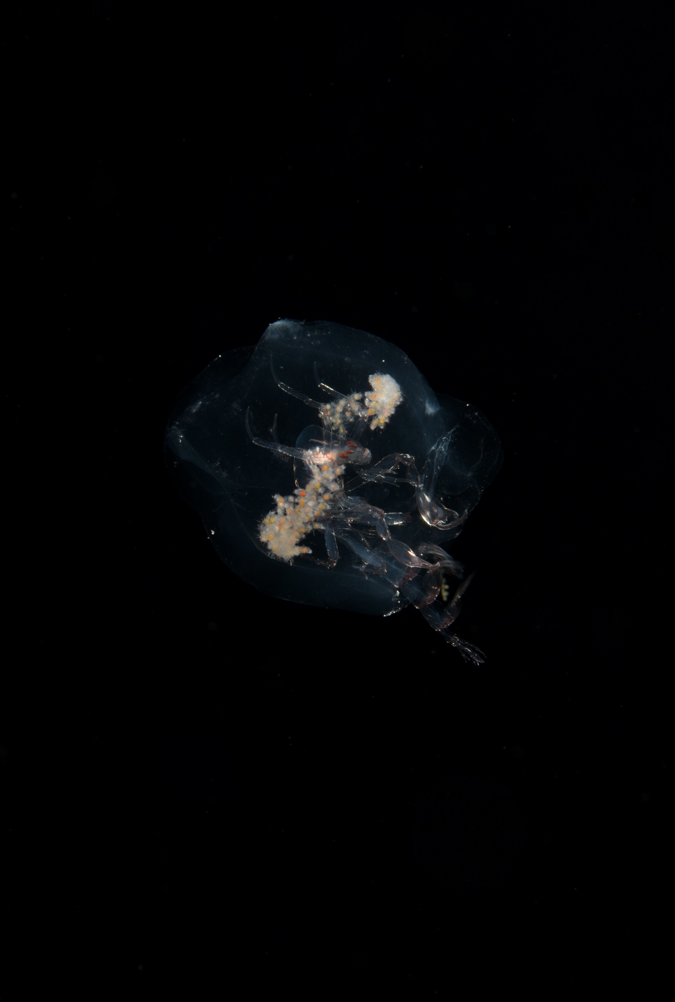 DSC_7876 – Crispin, PKI010916, Phronima, amphipod, freaky, hyperiid, knights, marine, new, nz, pelagic, poor, reserve, salp, sedentaria, underwater, www.seacologynz.com, zealand