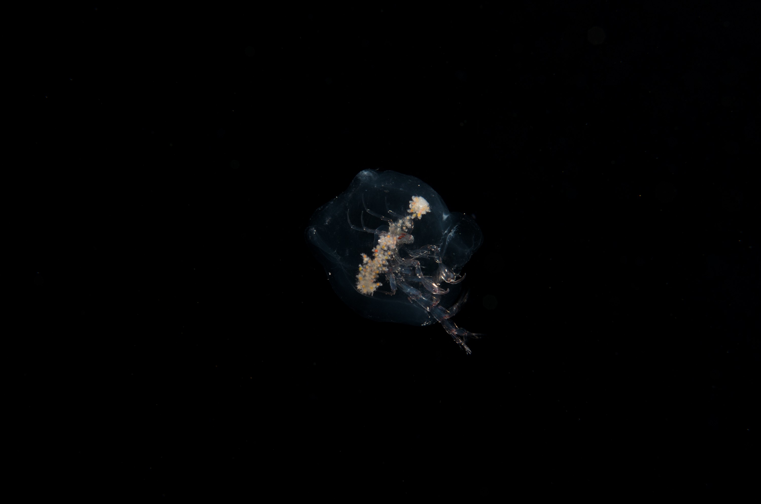 DSC_7877 – Crispin, PKI010916, Phronima, amphipod, freaky, hyperiid, knights, marine, new, nz, pelagic, poor, reserve, salp, sedentaria, underwater, www.seacologynz.com, zealand