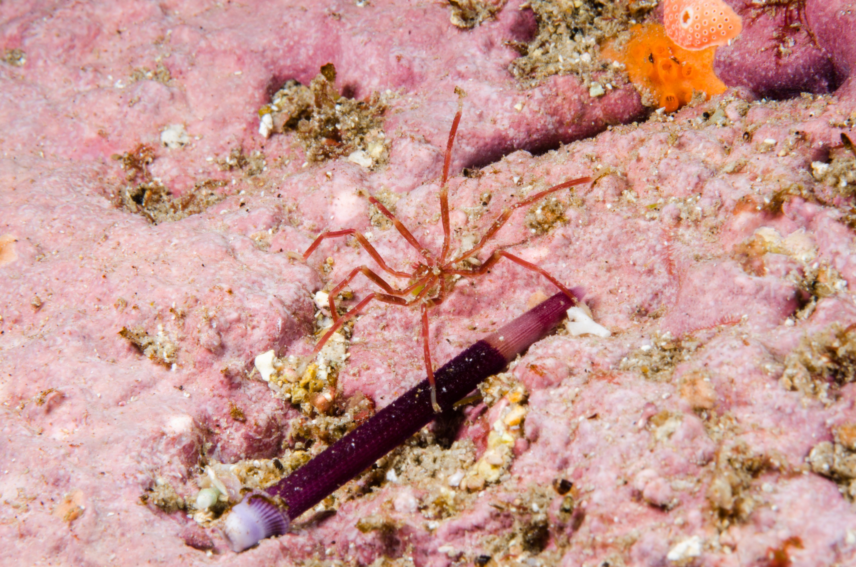 DSC_8156 – Underwater, Sea Spider, Pycnogonid, unknown, night, poor, knights, marine, reserve, Crispin, marine, new zealand, zealand, new, nz,