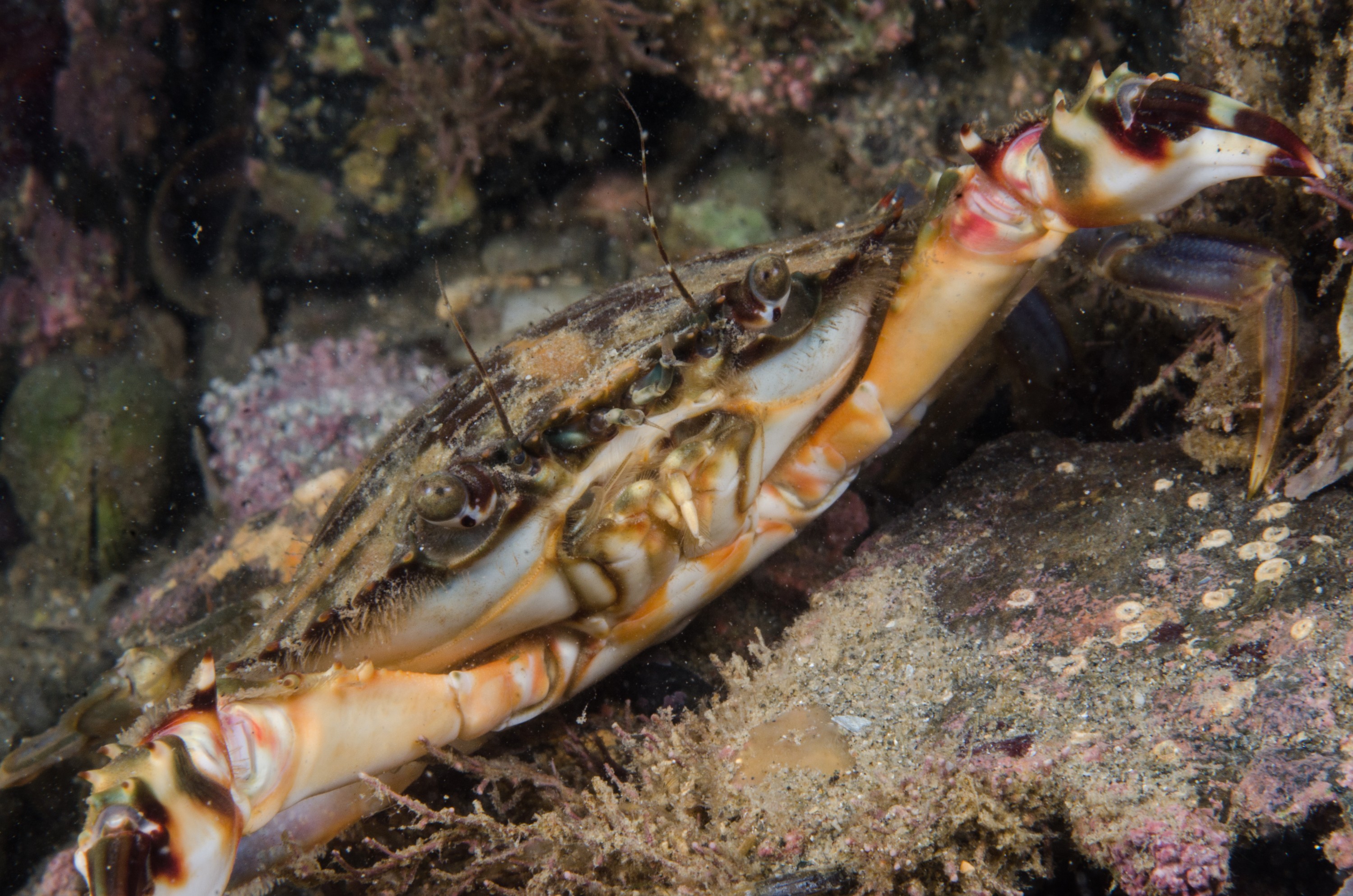 DSC_8581 – Asian, Paddlecrab, Charybdis, japonica, paddle, crab, ngunguru, whangarei, auckland, marine, pest, invasive, crispin, nz, new zealand, new, zealand, underwater, Biosecurity