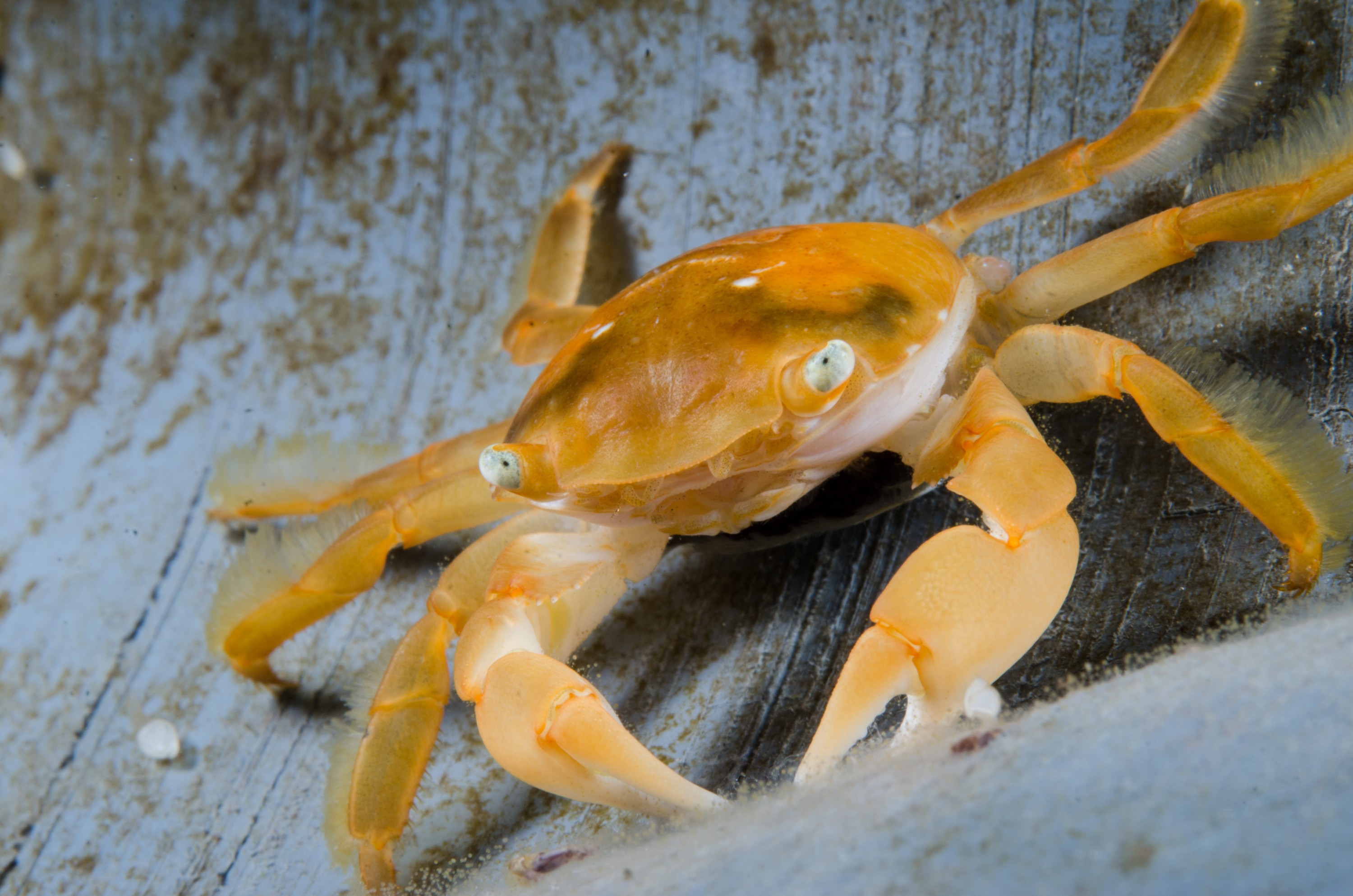 DSC_9186 – Underwater, Pelagic, Crab, Planes, major, Flotsam, Poor, Knights, Marine, Reserve, Orange, Crispin, marine, new zealand, zealand, new, nz,