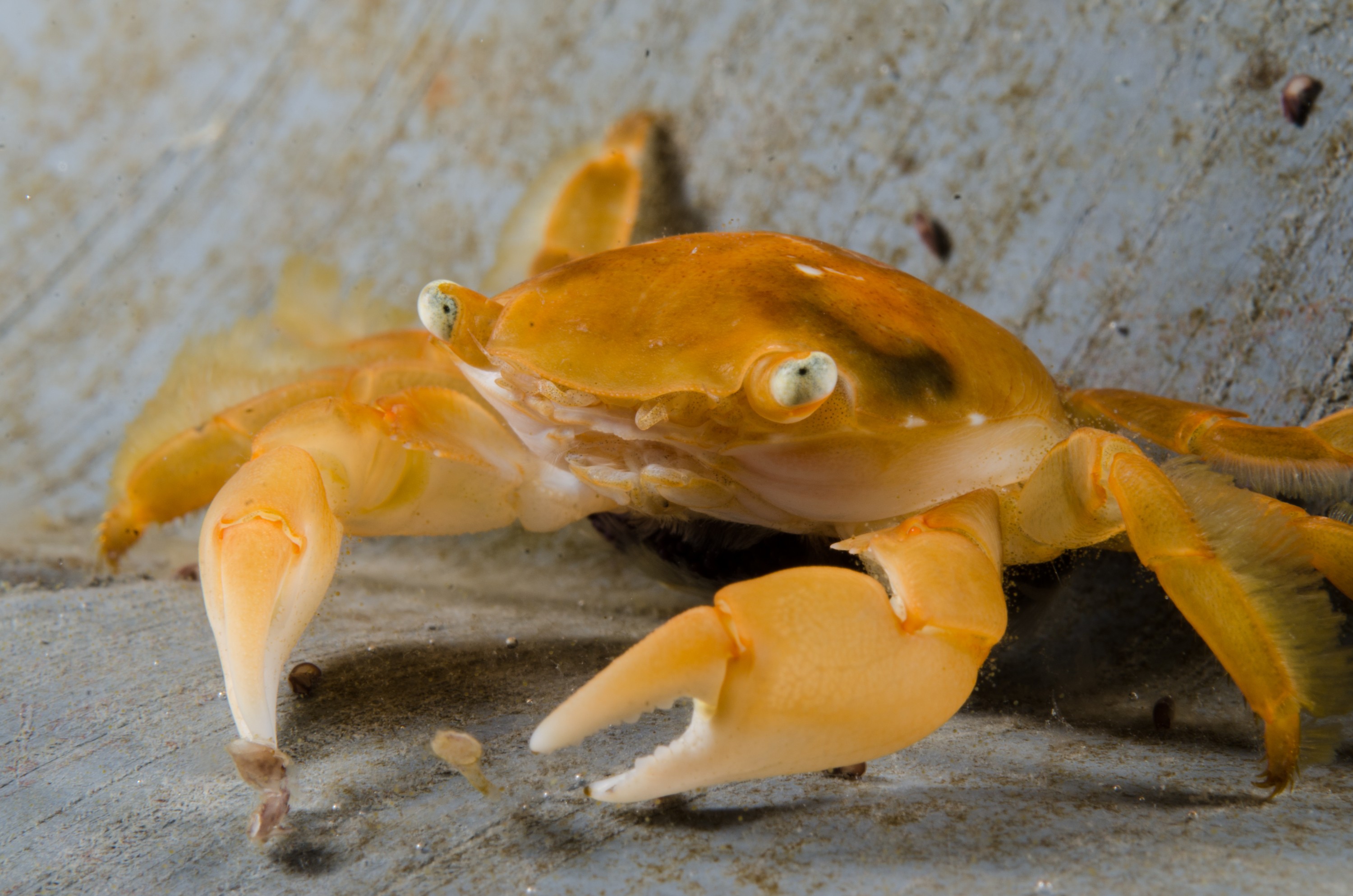 DSC_9187 – Underwater, Pelagic, Crab, Planes, major, Flotsam, Poor, Knights, Marine, Reserve, Orange, Crispin, marine, new zealand, zealand, new, nz,