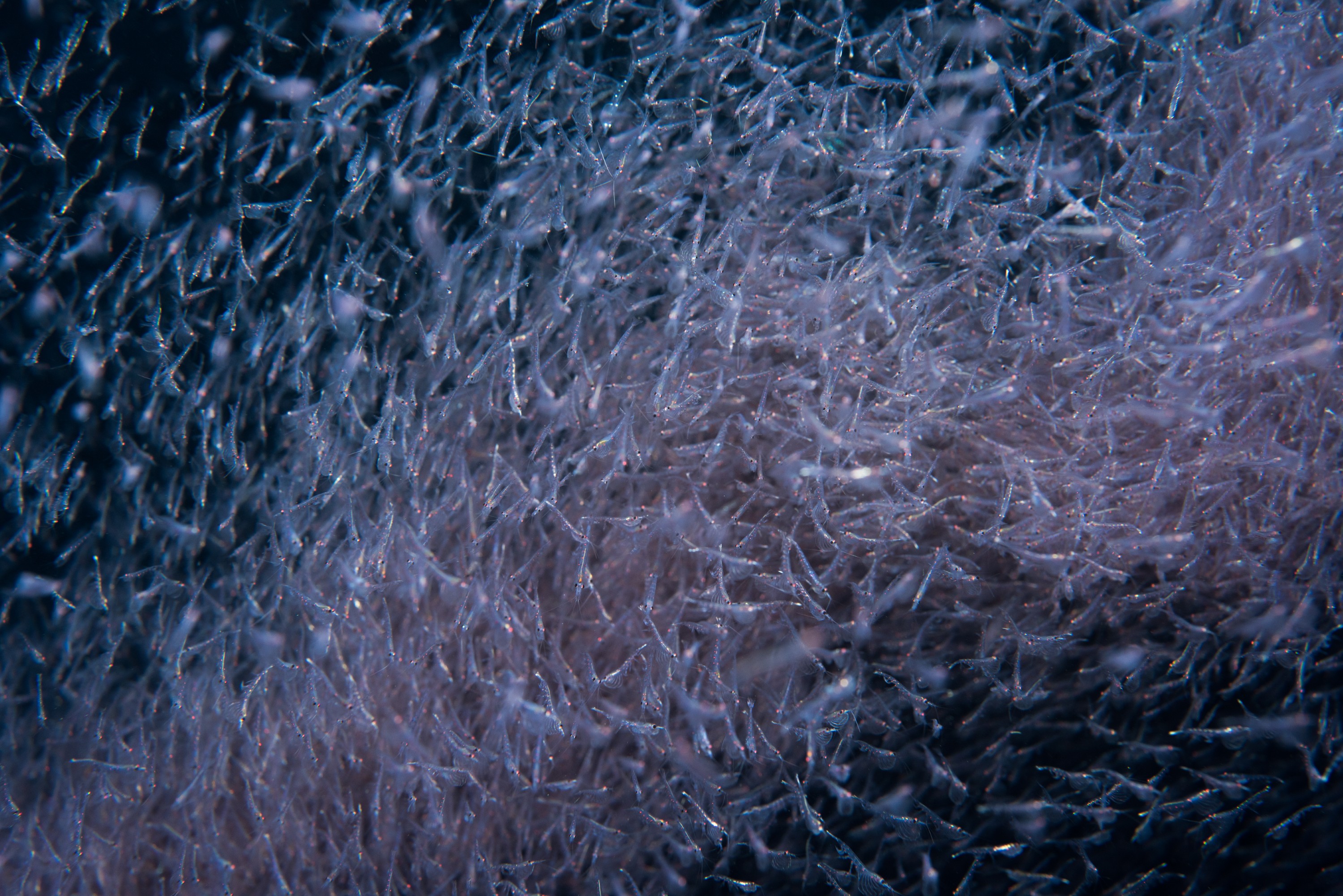 _CJM3222 – seacology, seacologynz, new, zealand, poor, knights, marine, reserve, nz, crispin, middleton, nikon, d850, nauticam
