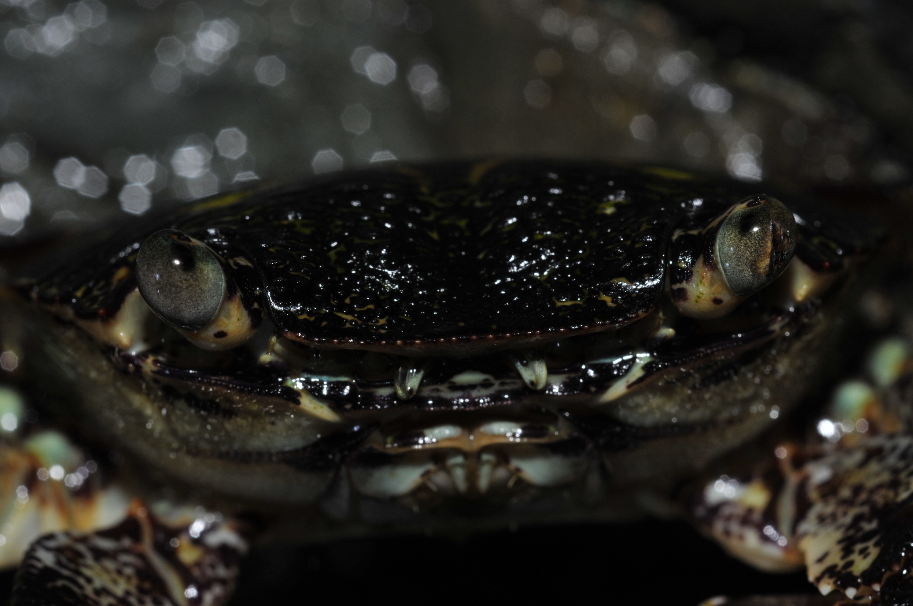 _DSC0525 – irene, nz, new, zealand, new zealand, Purple, Rock, Crab, Leptograpsus, variegatus, northland