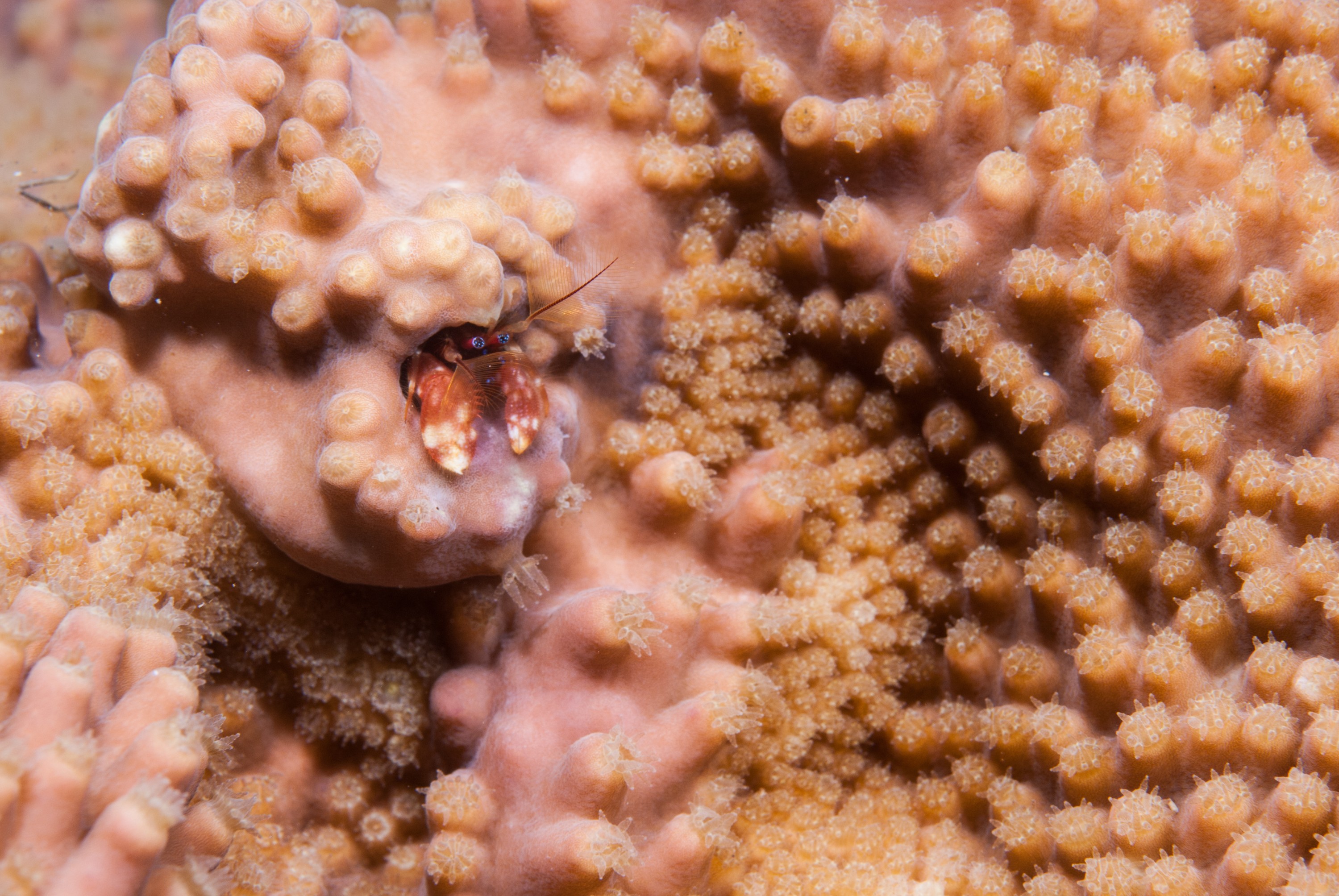 _JFG2367 – kermadec, islands, kermadecs, dive, images, remote, doc, sub tropical, subtropical, sub-tropical, marine, reserve, expedition, lust for rust, mesley, crispin, nz, new, zealand, new zealand, crab, unknown, crispin, Kermadecs 13,