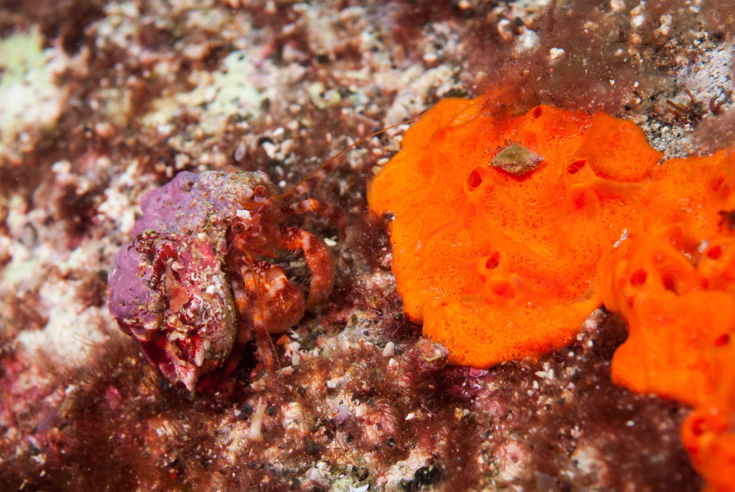 _JFG2746 – kermadec, islands, kermadecs, dive, images, remote, doc, sub tropical, subtropical, sub-tropical, marine, reserve, expedition, lust for rust, mesley, crispin, nz, new, zealand, new zealand, hermit, crab, unknown, crispin, Kermadecs 13,