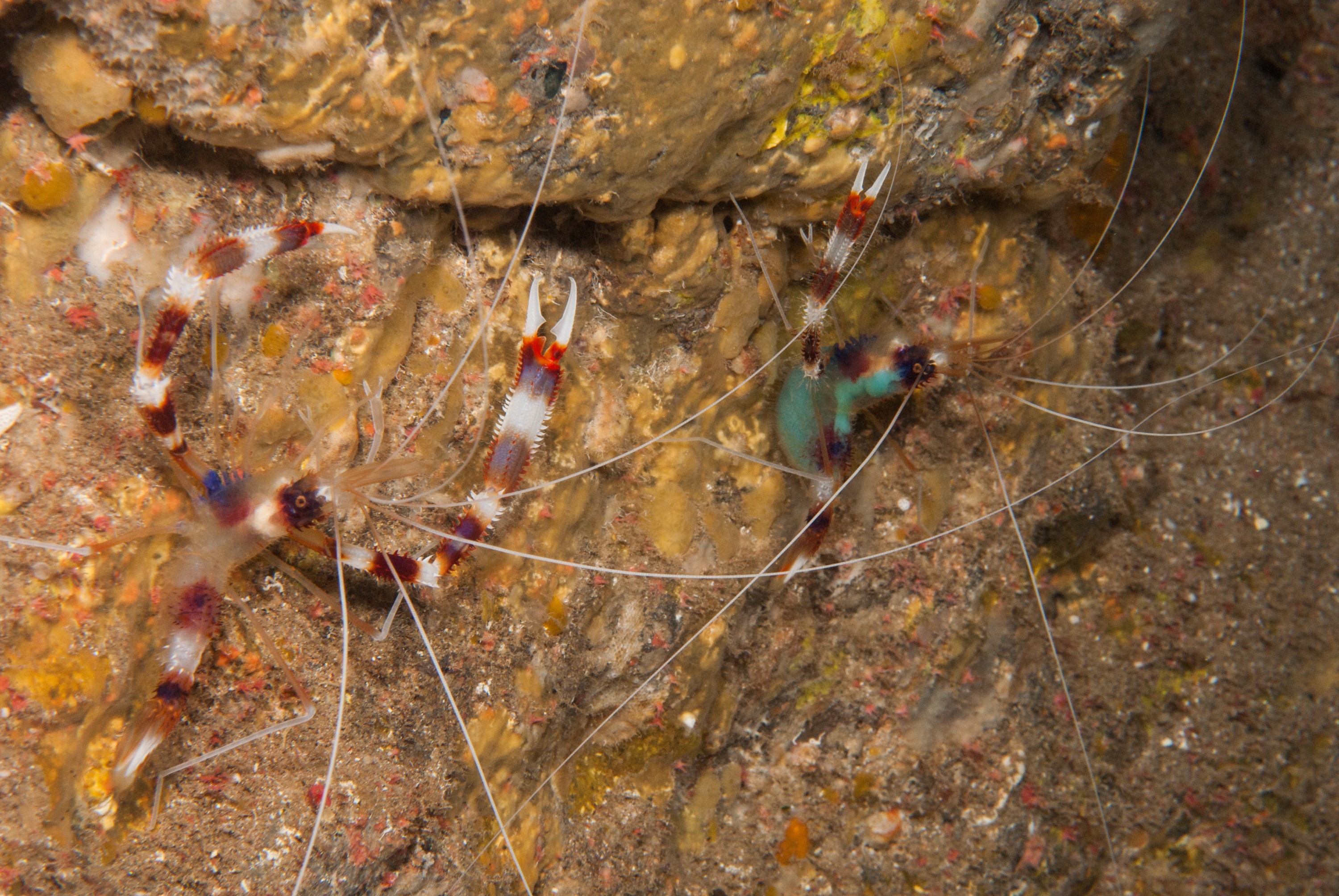 _JFG3421 – kermadec, islands, kermadecs, dive, images, remote, doc, sub tropical, subtropical, sub-tropical, marine, reserve, expedition, lust for rust, mesley, crispin, nz, new, zealand, new zealand, crispin, Kermadecs 13, Banded, Coral, shrimp, Stenopus, hispidus,