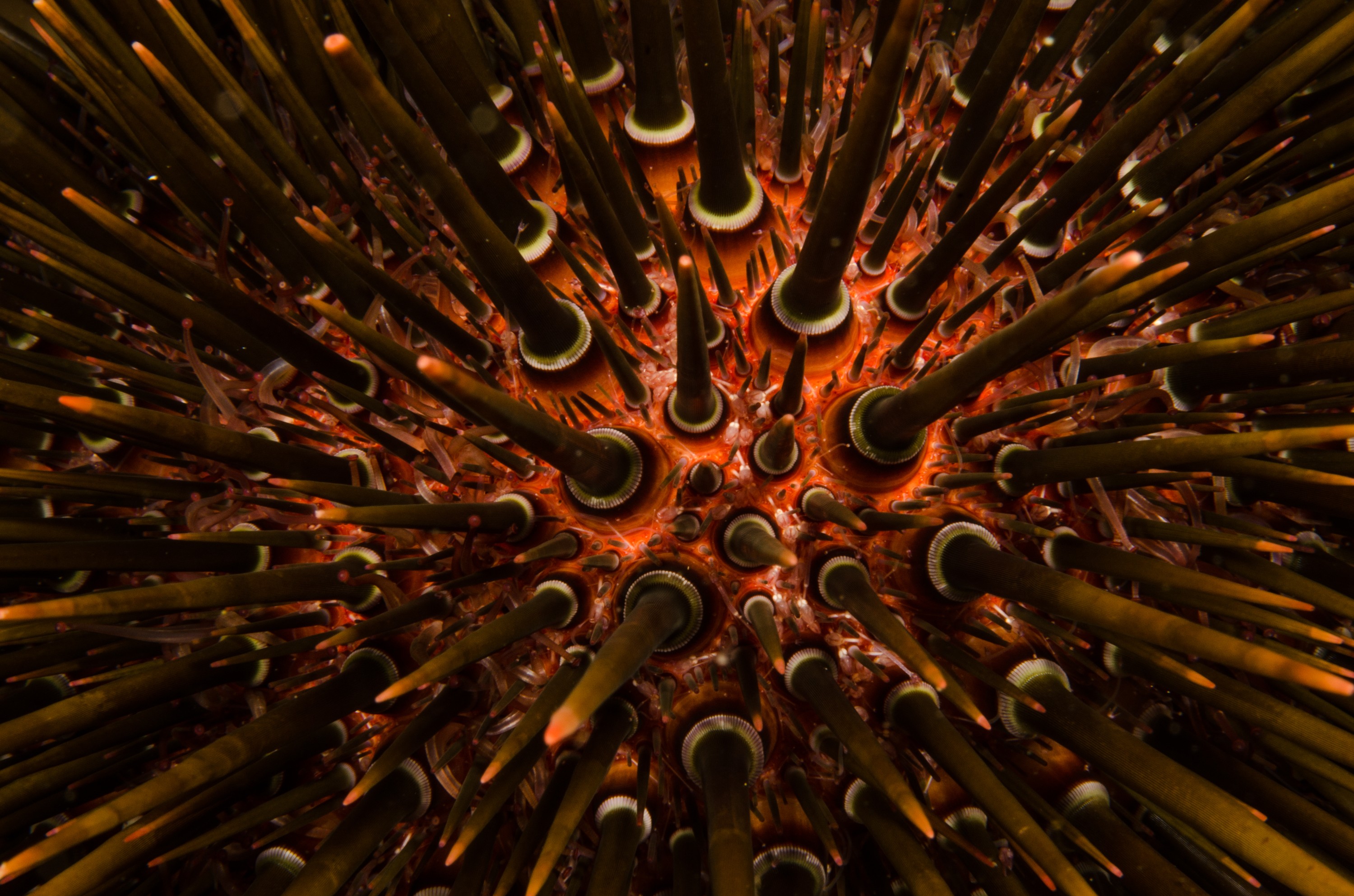 DSC_0222 – new, zealand, new zealand, nz, crispin, Sea, Urchin, Heliocidaris, tuberculata, poor, knights, marine, reserve, northland,