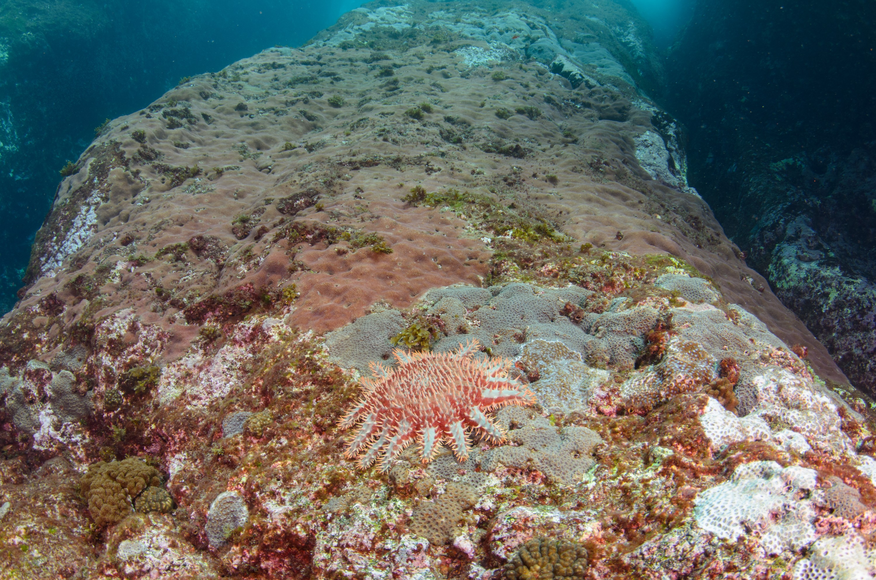 DSC_0894 – 2016, Crown of Thorns, Kermadec, NIWA, New, October 16, RV, Zealand, crispin, expedition, kermadecs, marine, nz, ocean, reserve, sanctuary, seacology, seacologynz, tangaroa